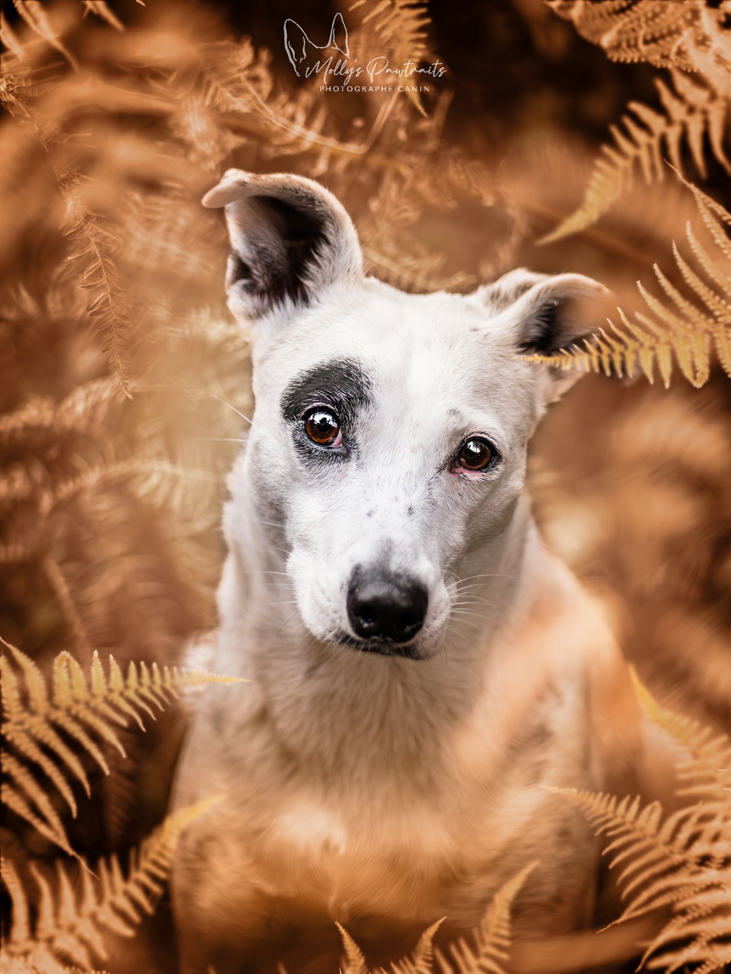 Portrait d'un chien type jack russell dans les fougères, à Sillé-le-Philippe en Sarthe