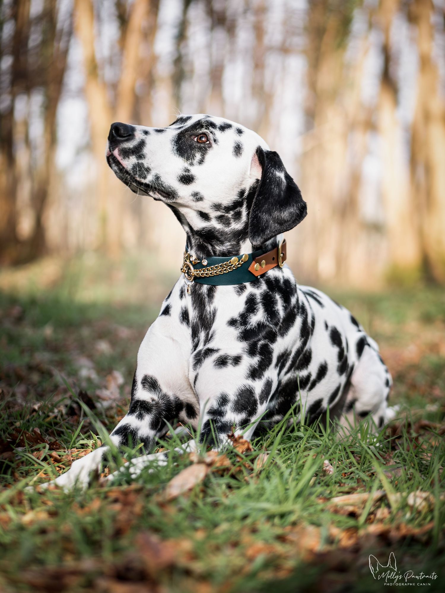 Photo d'un chien dalmatien couché dans l'herbe, regard en l'air, avec un sublime collier, à Sillé-le-Philippe en Sarthe