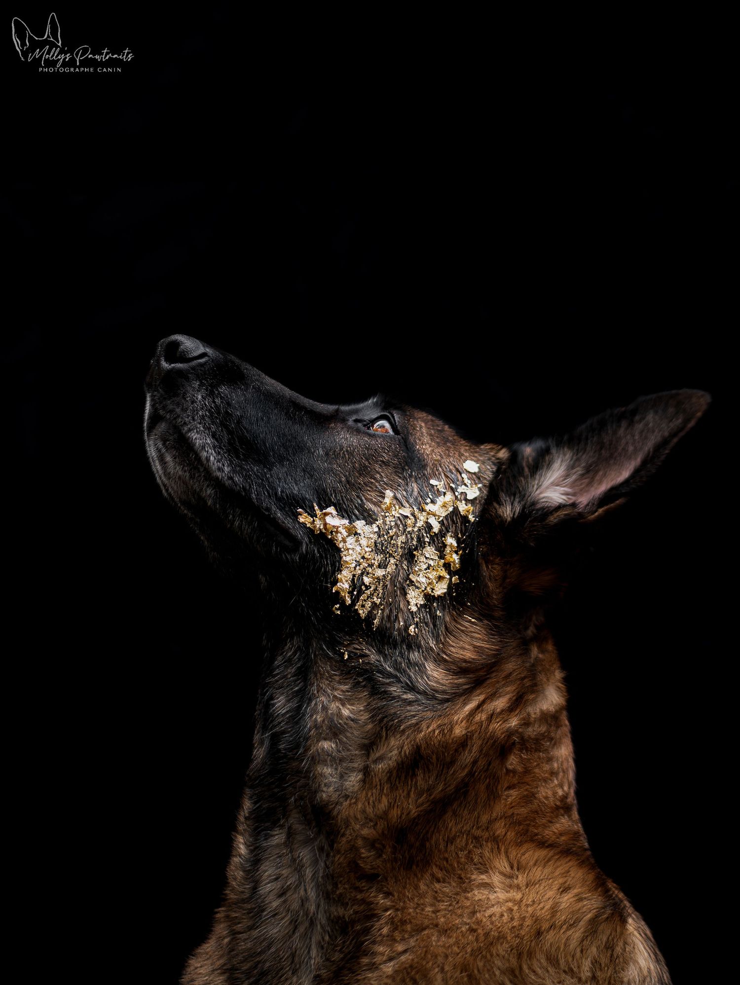 Portrait d'un chien malinois sur fond noir, posant avec des feuilles d'or sur la tête, le regard en l'air, à Sillé-le-Philippe