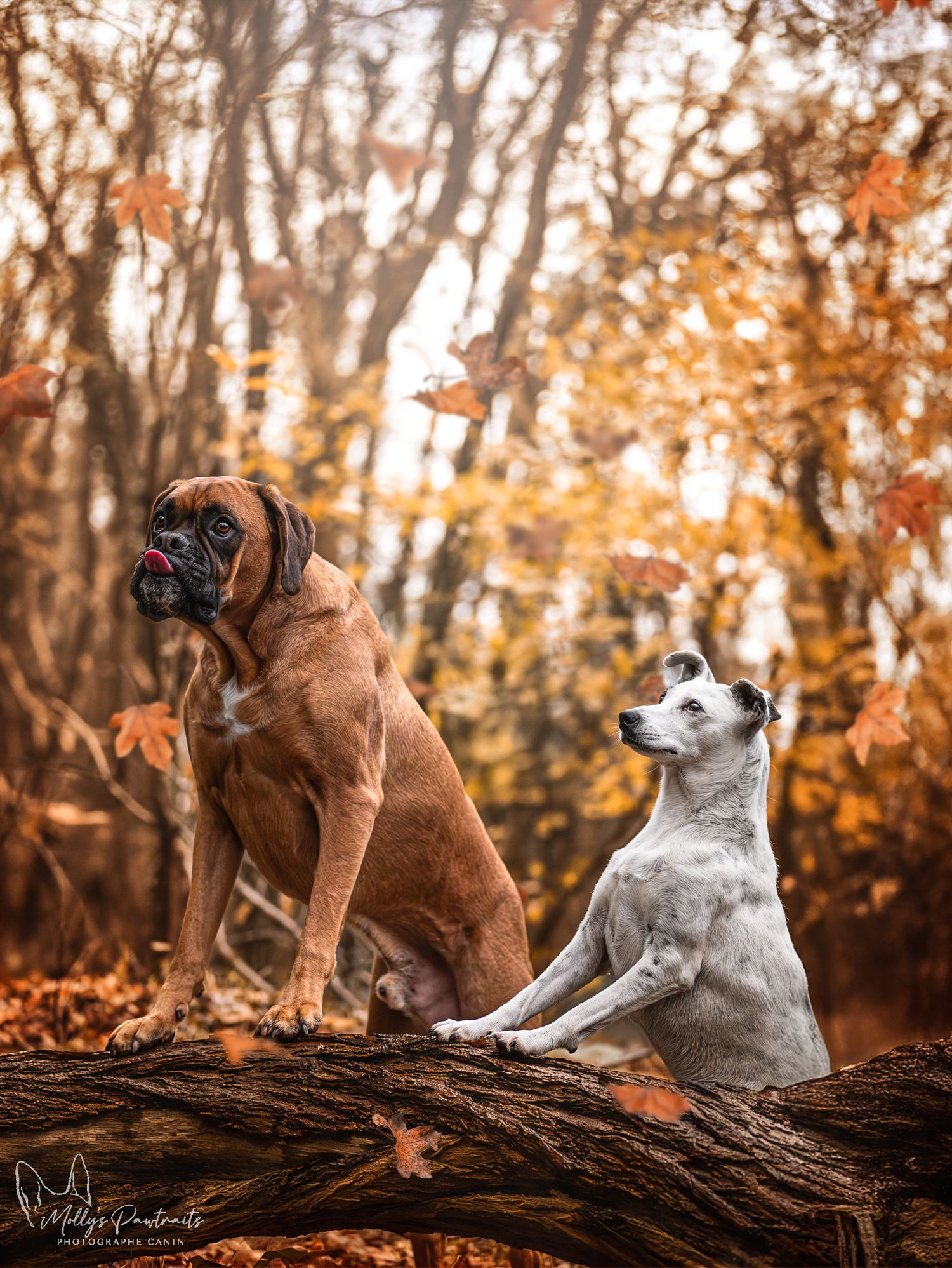 Photo d'un chien type jack russell et d'un boxer posant fièrement dans les feuilles aux couleurs de l'automne, à Sillé-le-Philippe en Sarthe
