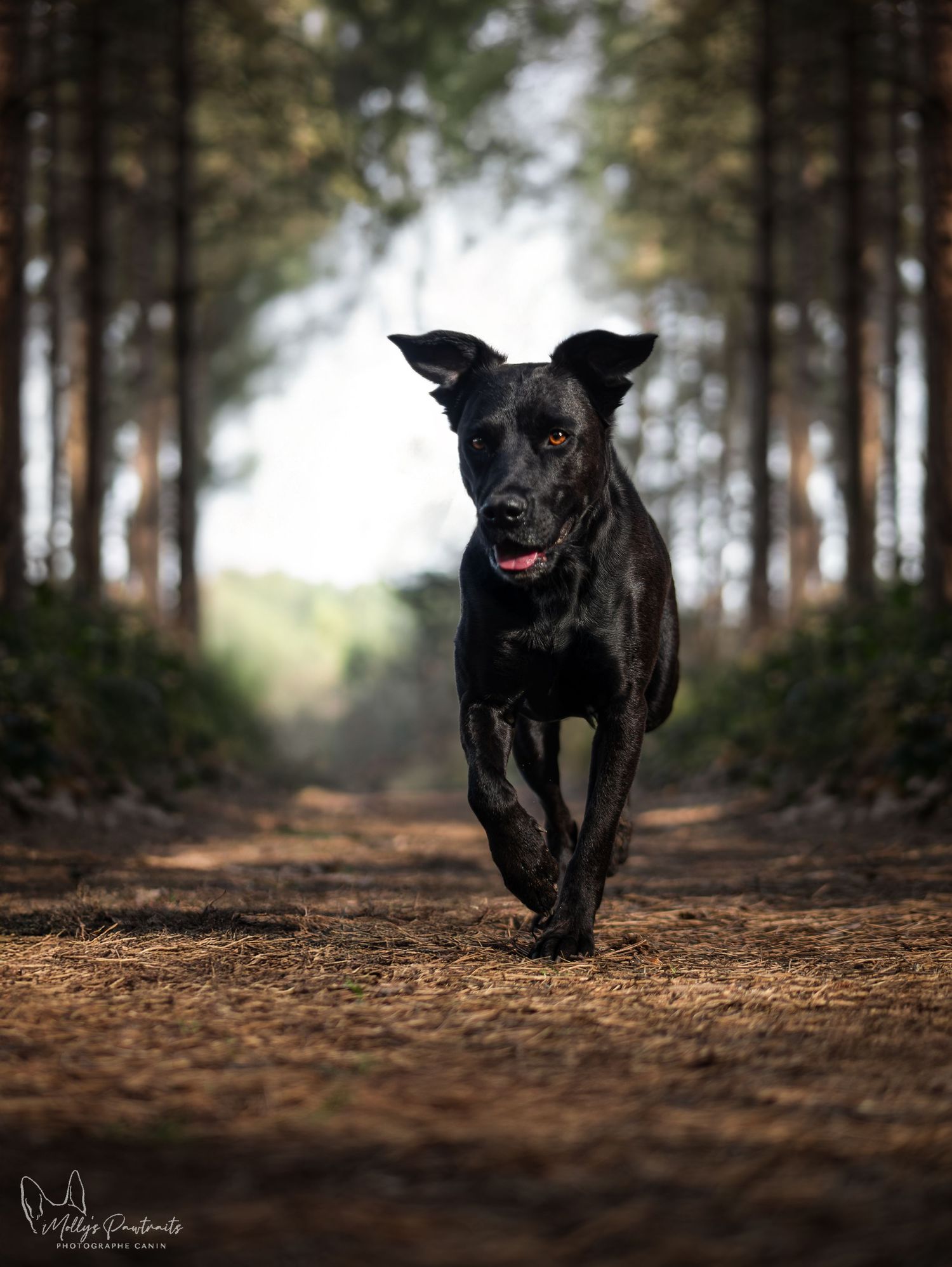 Photo d'un chien type berger marchant dans une allée pins, dans le bois du Loudon à Parigné-l'Évêque en Sarthe