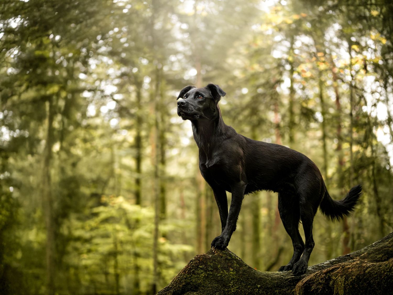 Portrait d'un chien type berger debout sur un tronc d'arbre, dans la forêt de Bellême en Normandie