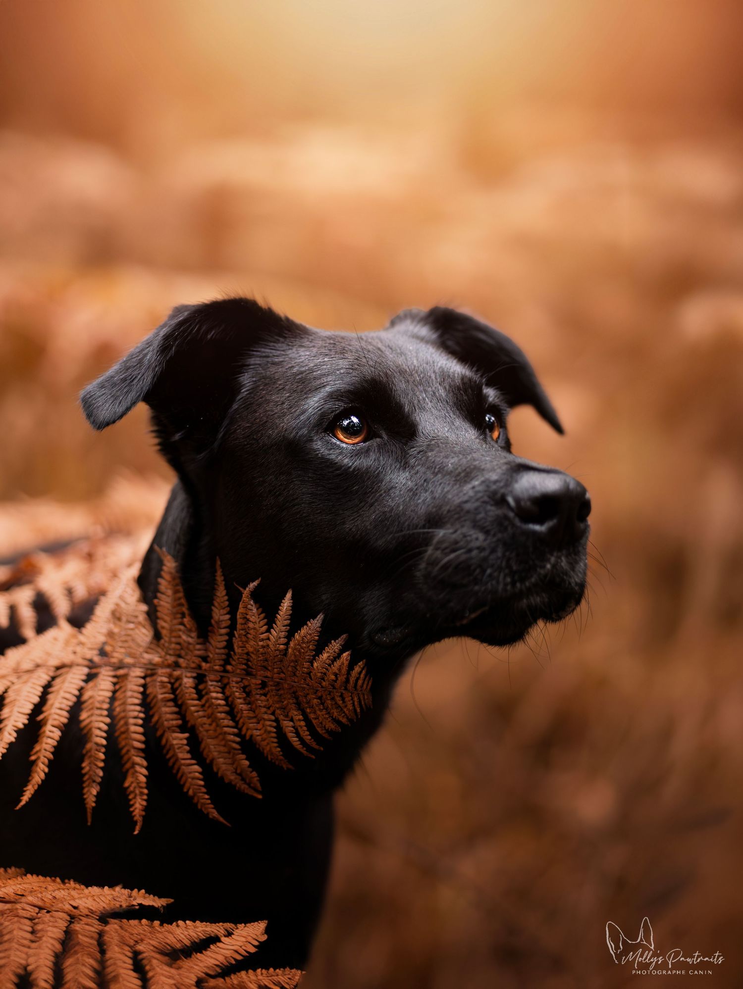 Portrait d'un chien type berger dans les fougères, dans la forêt de Bellême en Normandie