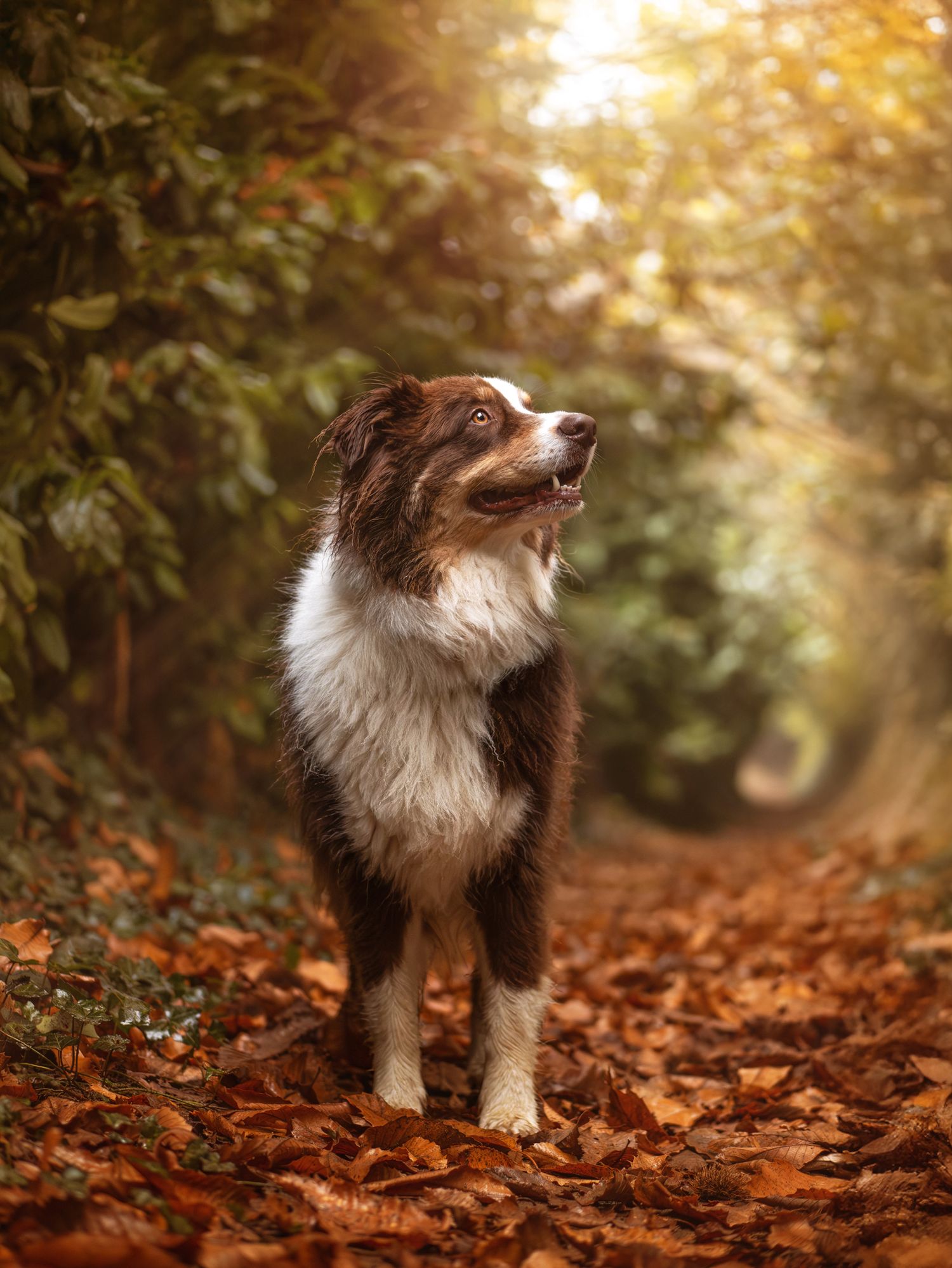 Photo d'un chien berger australien posant fièrement dans les feuilles aux couleurs de l'automne, à Sillé-le-Philippe en Sarthe