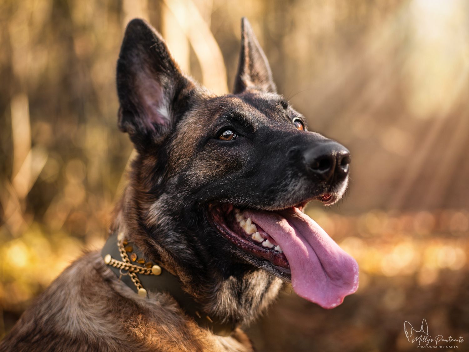Portrait d'un chien malinois sur un fond jaune d'automne, avec un collier en biothane Madnesis, à Sillé-le-Philippe en Sarthe