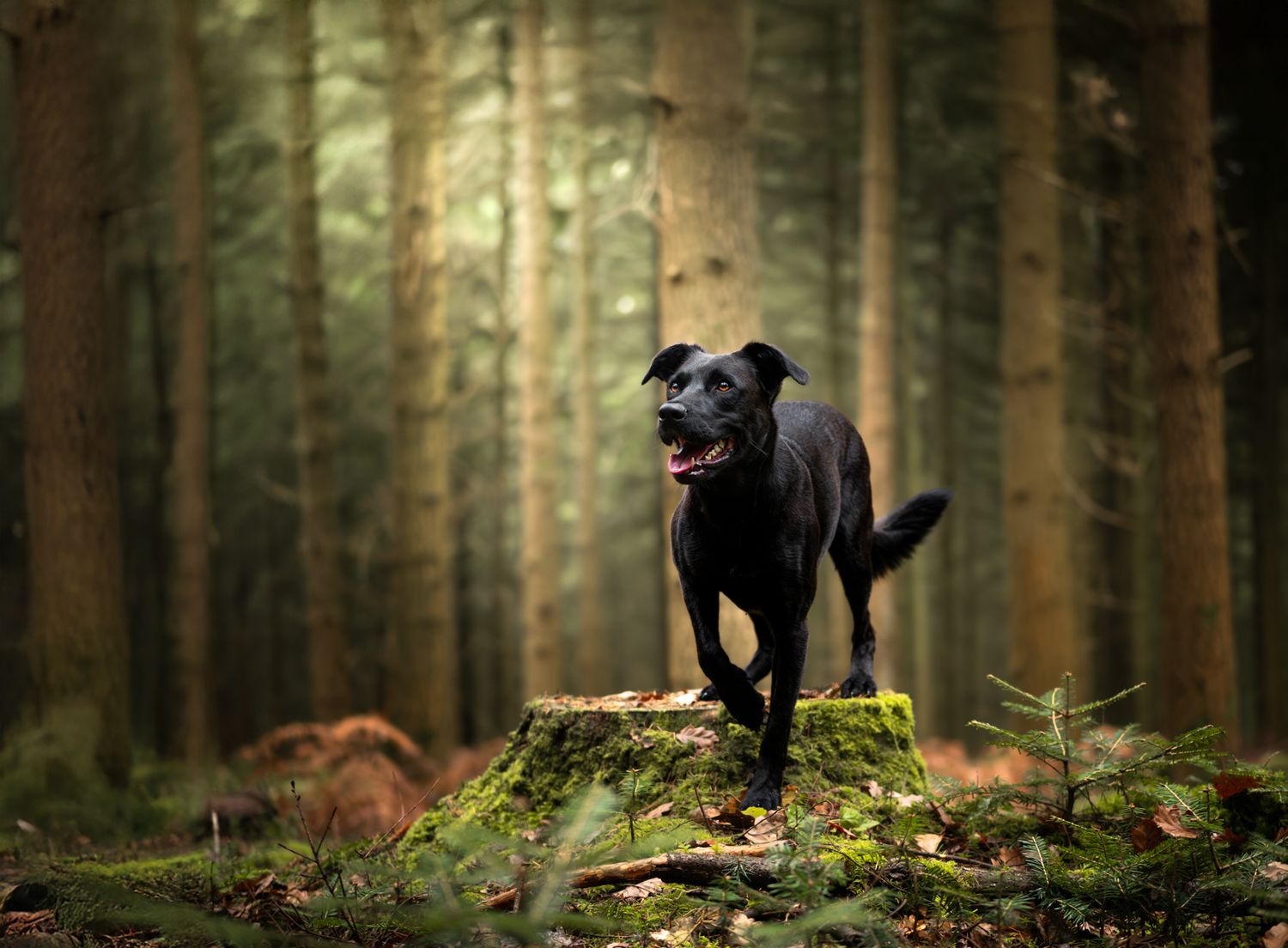 Photo d'un chien type berger marchant dans une allée pins, regard plongé en l'air, dans la forêt de Bellême en Normandie