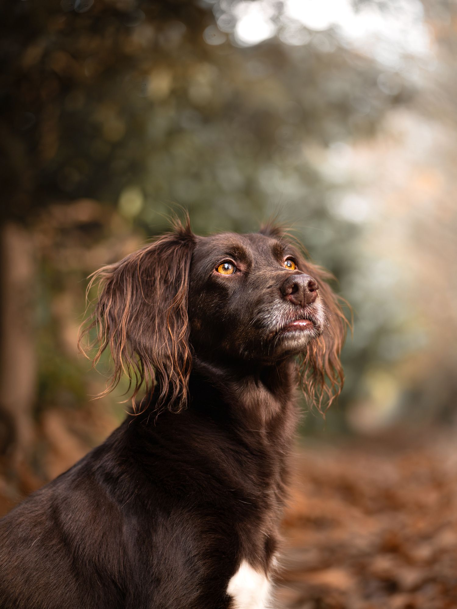 Portrait d'un chien de type épagneul le regard plongé en l'air, à Sillé-le-Philippe en Sarthe