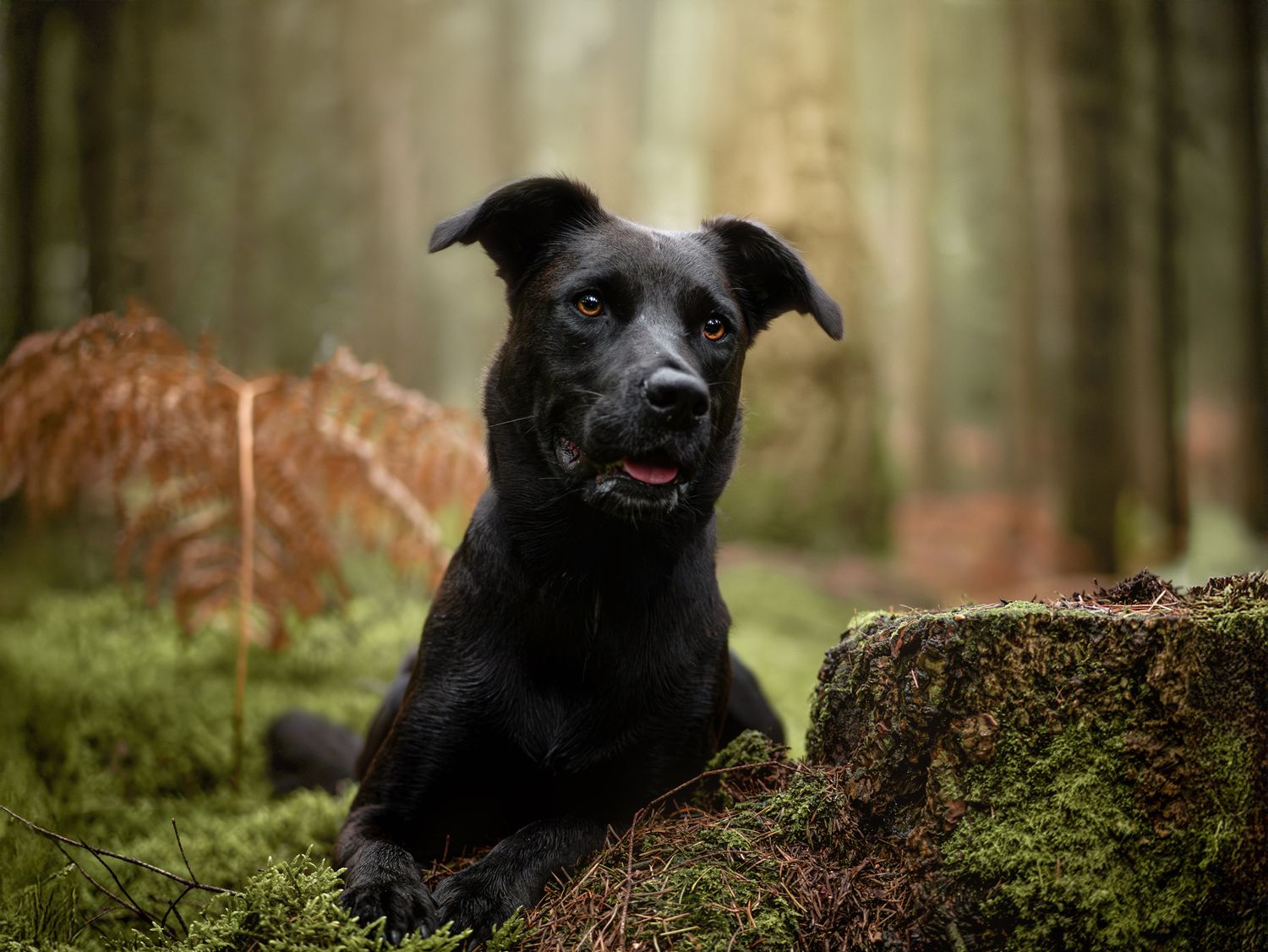 Portrait d'un chien type berger, couché dans la mousse de la forêt de Bellême en Normandie
