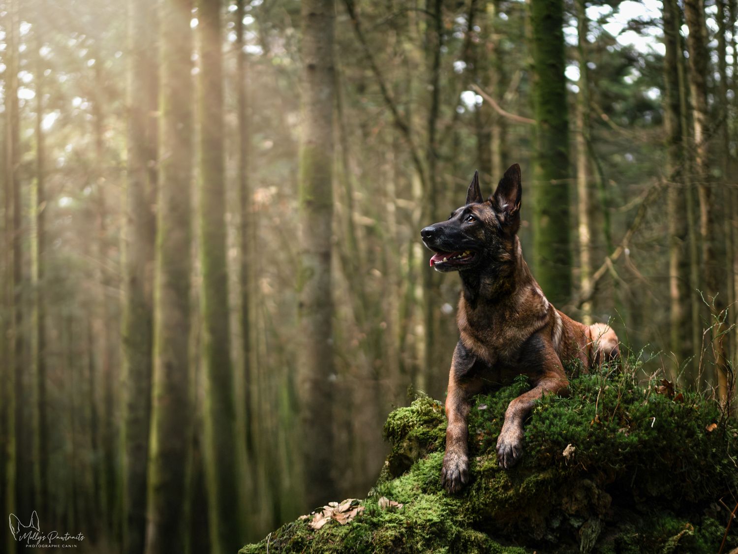 Photo d'un chien malinois, regard plongé vers la lumière, couché sur une bute de mousse dans la forêt de Bellême en Normandie