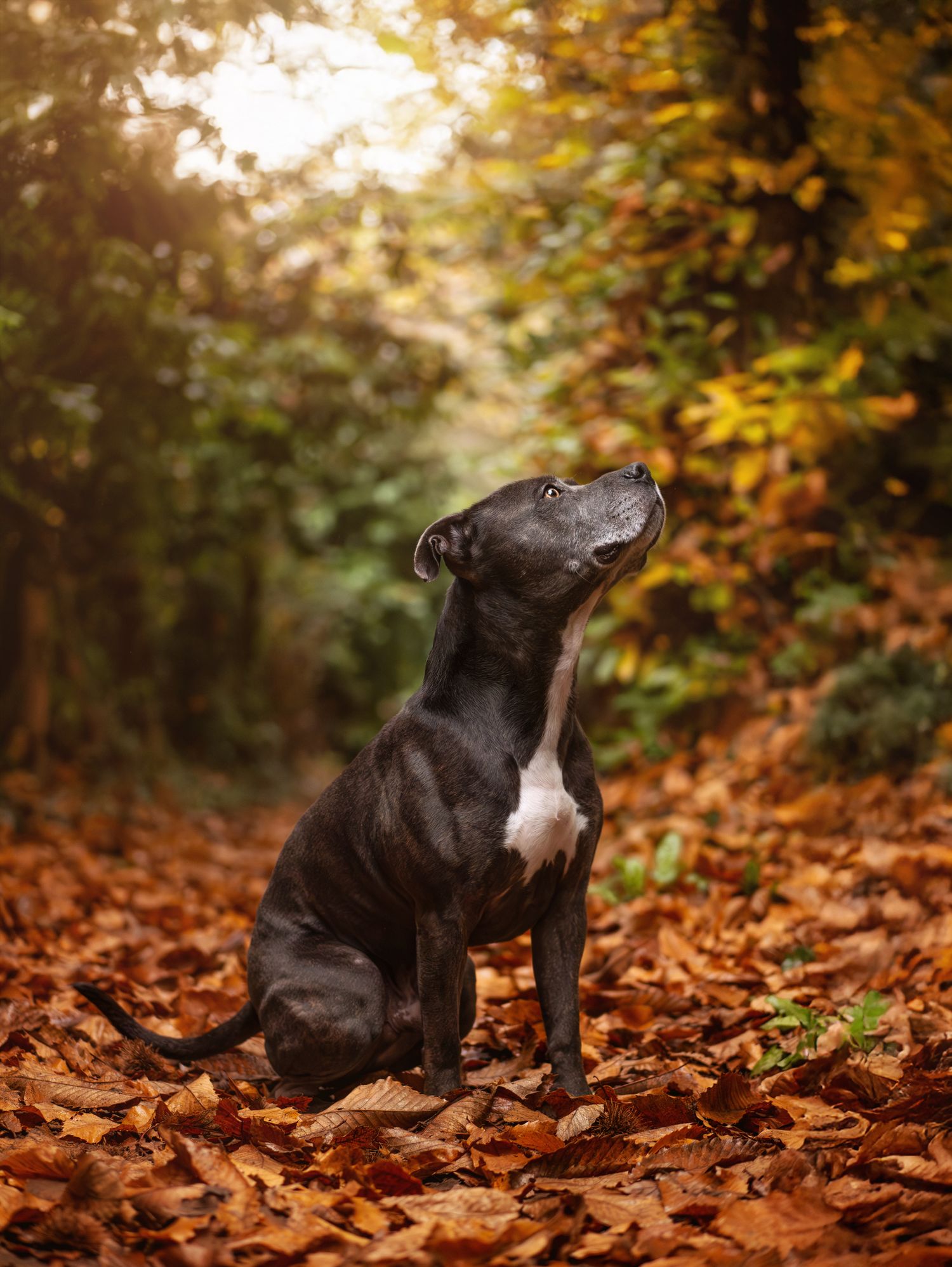 Photo d'un chien staffie posant fièrement dans les feuilles aux couleurs de l'automne, à Sillé-le-Philippe en Sarthe