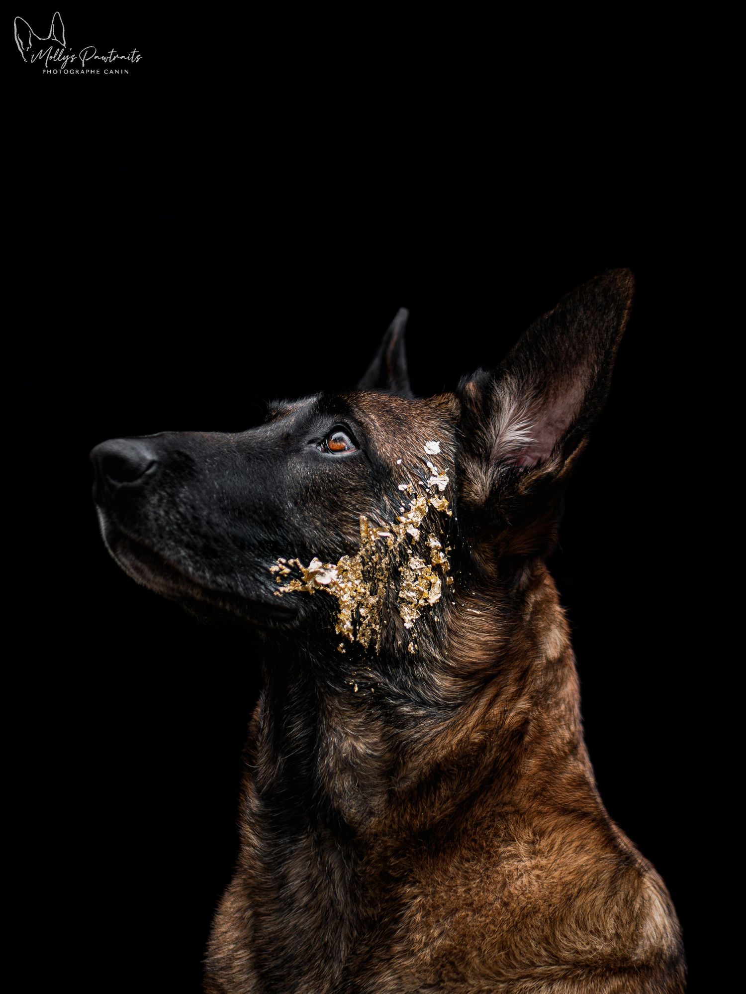 Portrait d'un chien malinois sur fond noir, posant avec des feuilles d'or sur la tête, à Sillé-le-Philippe