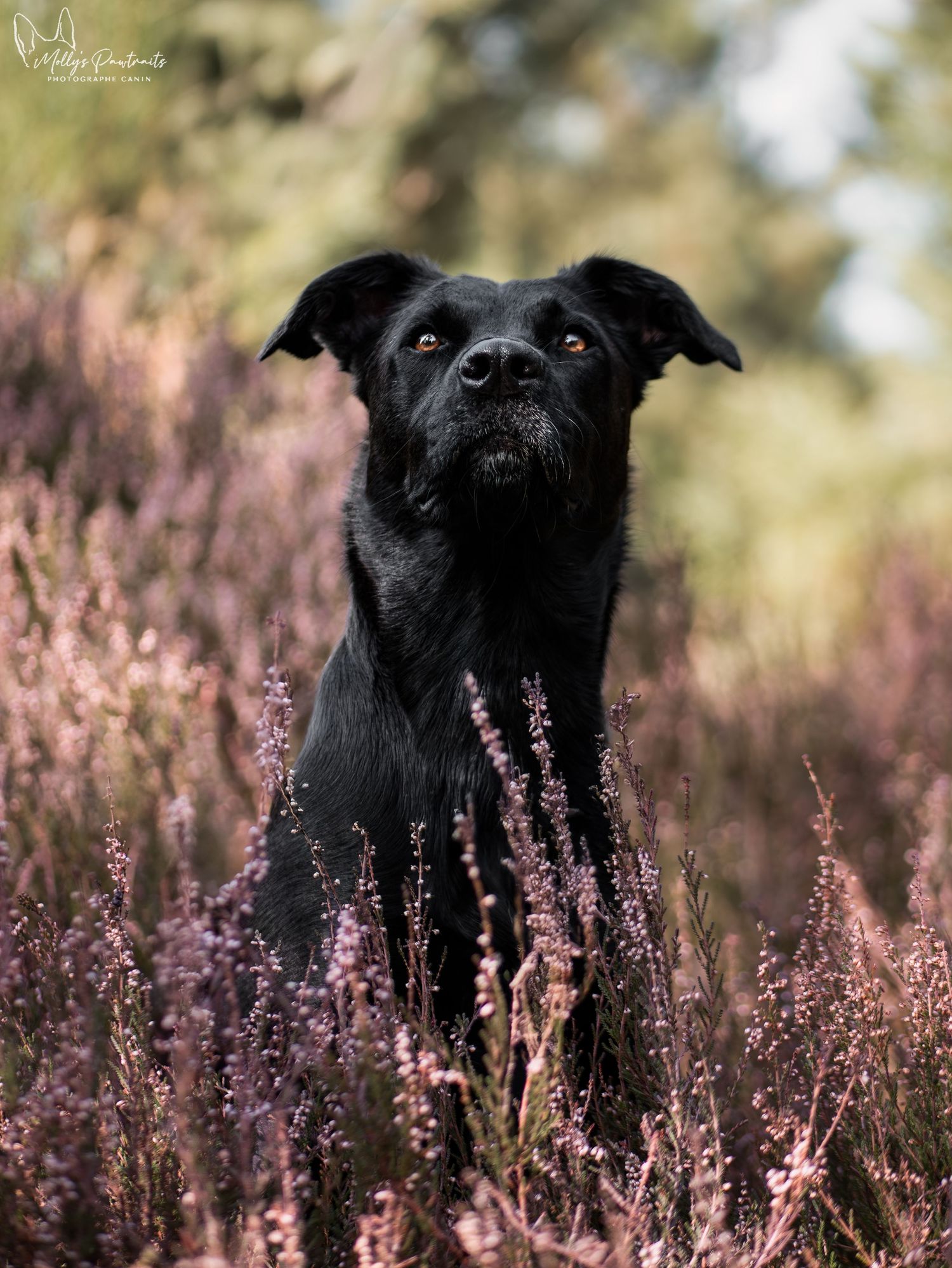 Portrait d'un chien type berger assis dans les bruyères, dans le bois du Loudon à Parigné-l'Évêque en Sarthe