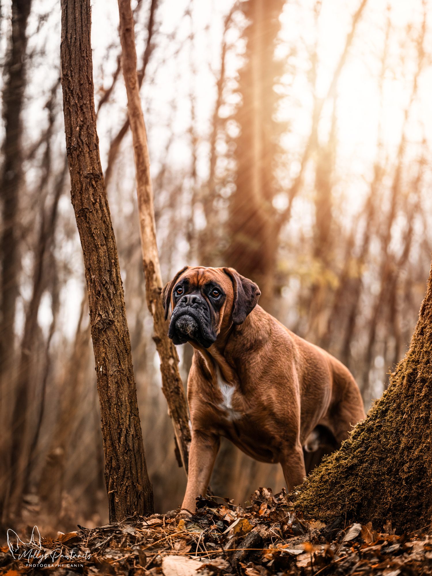 Photo d'un chien boxer posant fièrement dans les feuilles aux couleurs de l'automne, à Sillé-le-Philippe en Sarthe