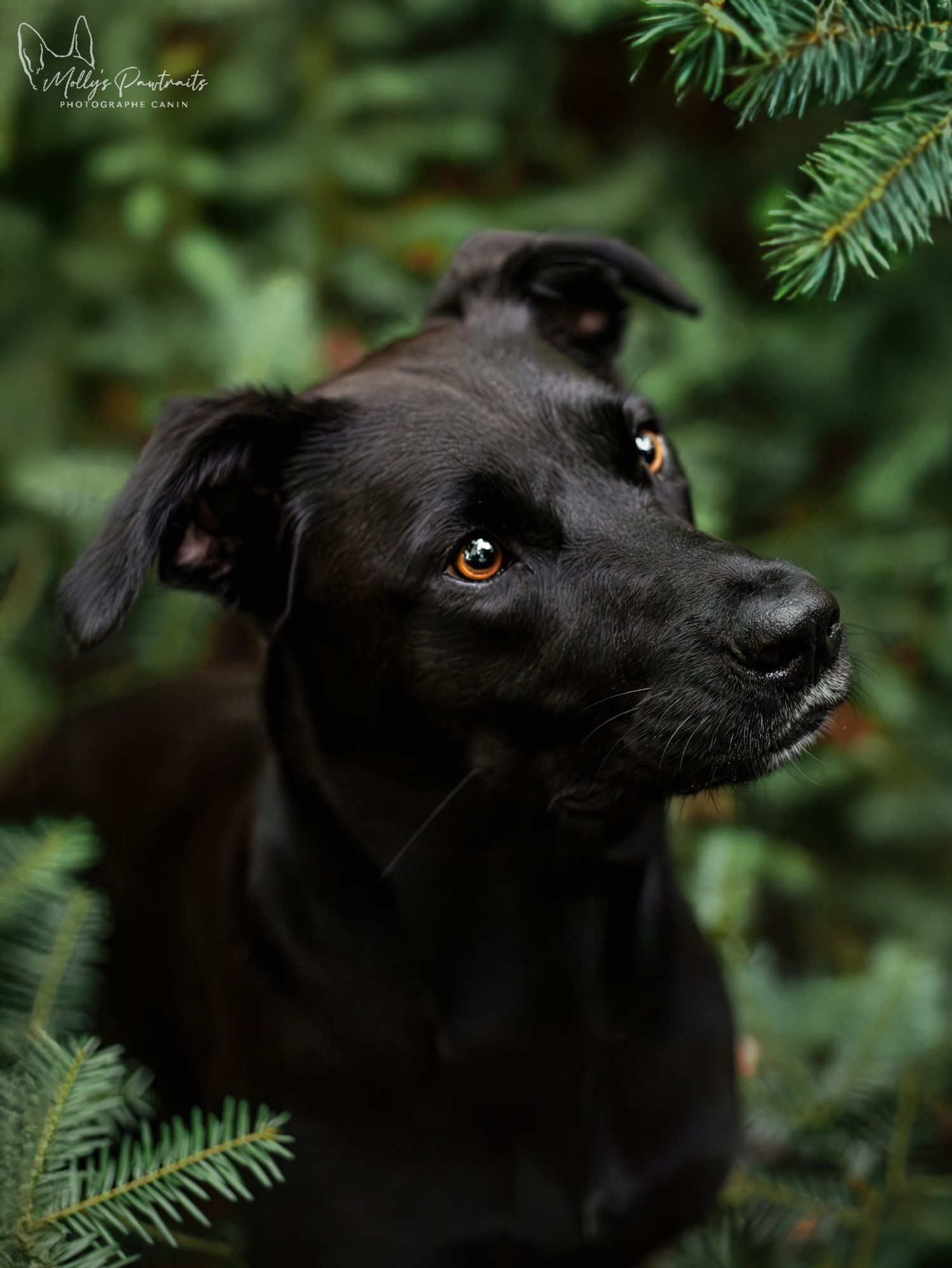 Portrait d'un chien type berger dans les sapins, dans la forêt de Bellême en Normandie