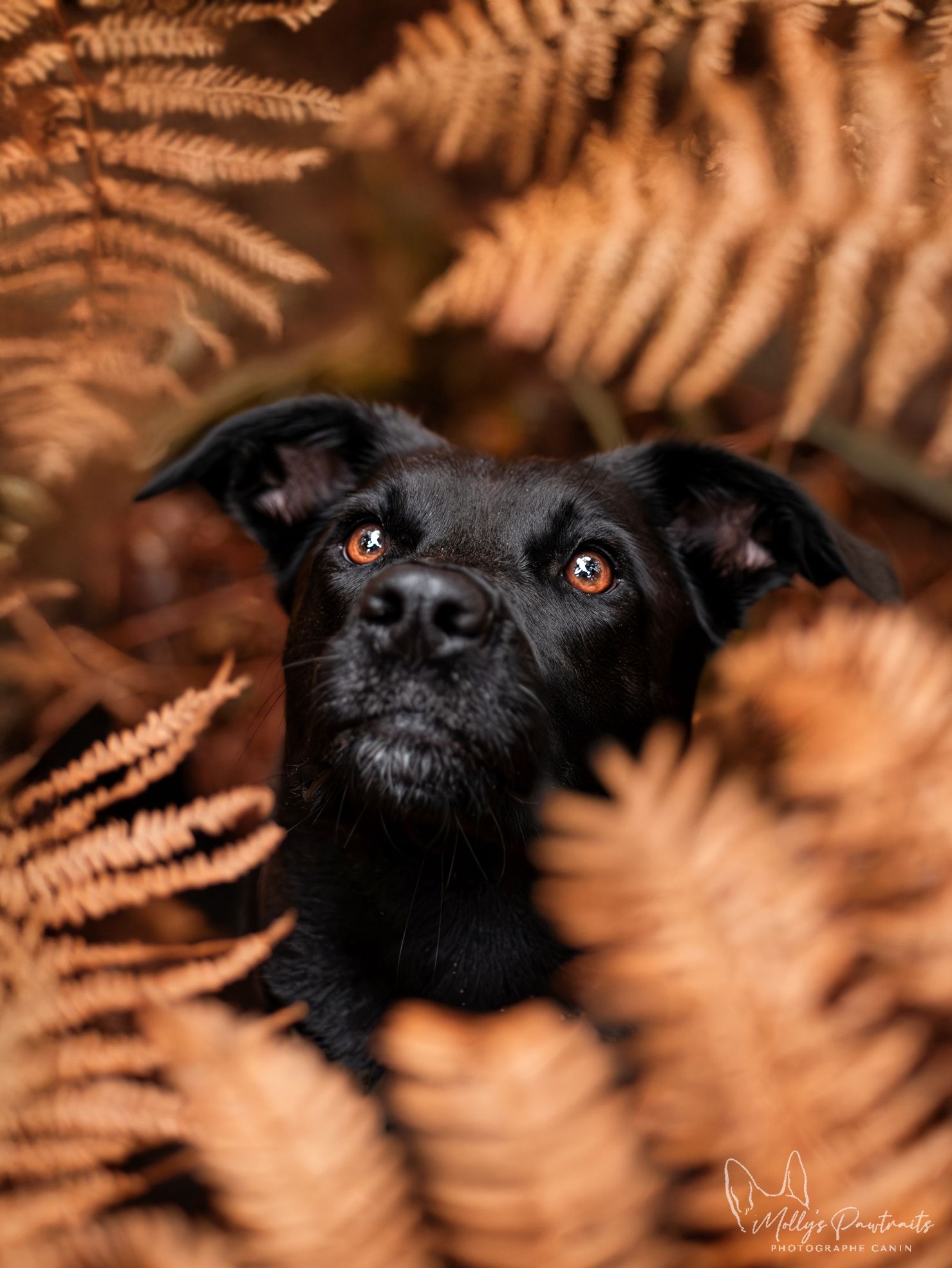 Portrait d'un chien type berger dans les fougères, dans la forêt de Bellême en Normandie