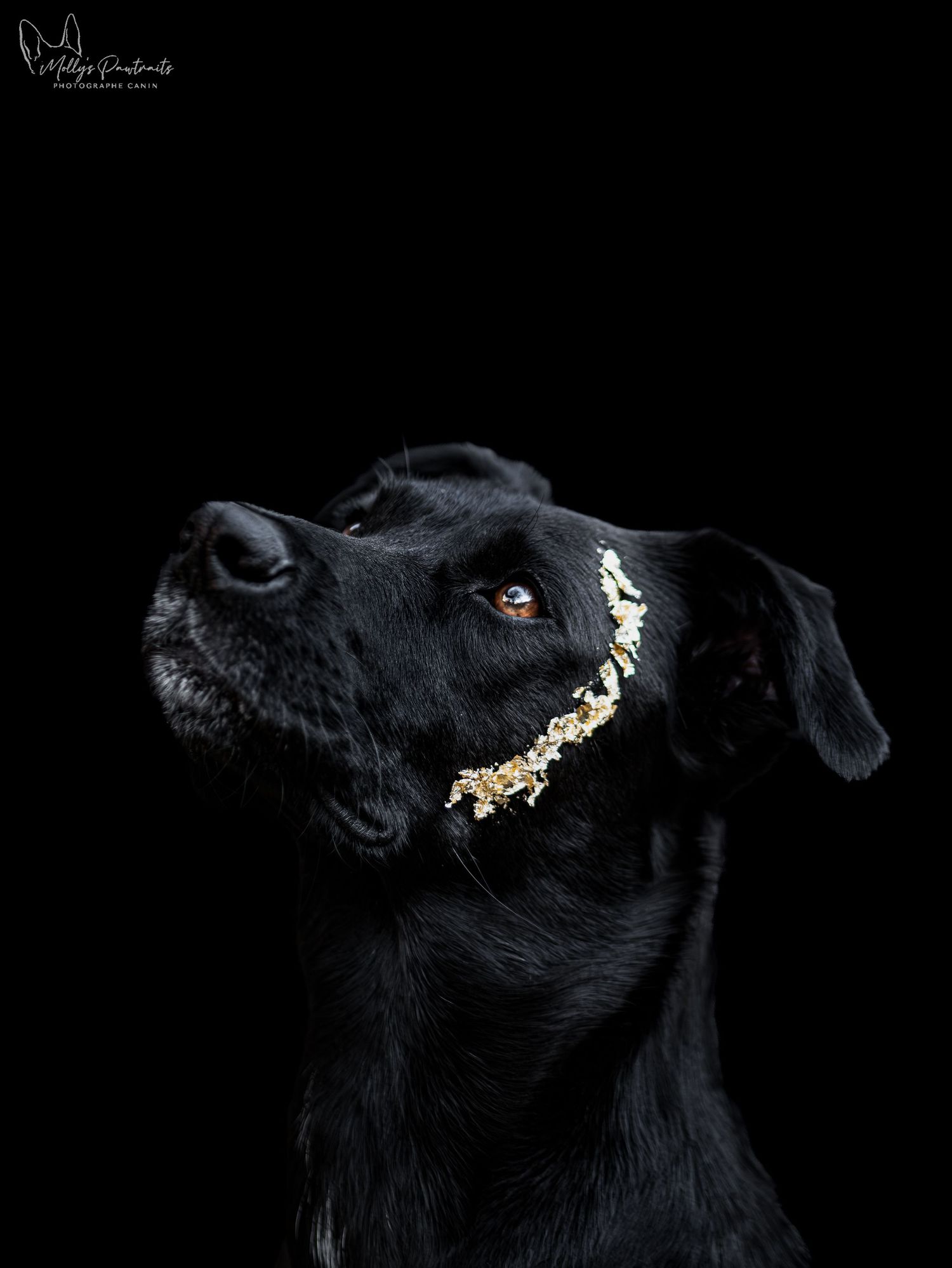 Portrait d'un chien type berger sur fond noir, posant avec des feuilles d'or sur la tête, à Sillé-le-Philippe