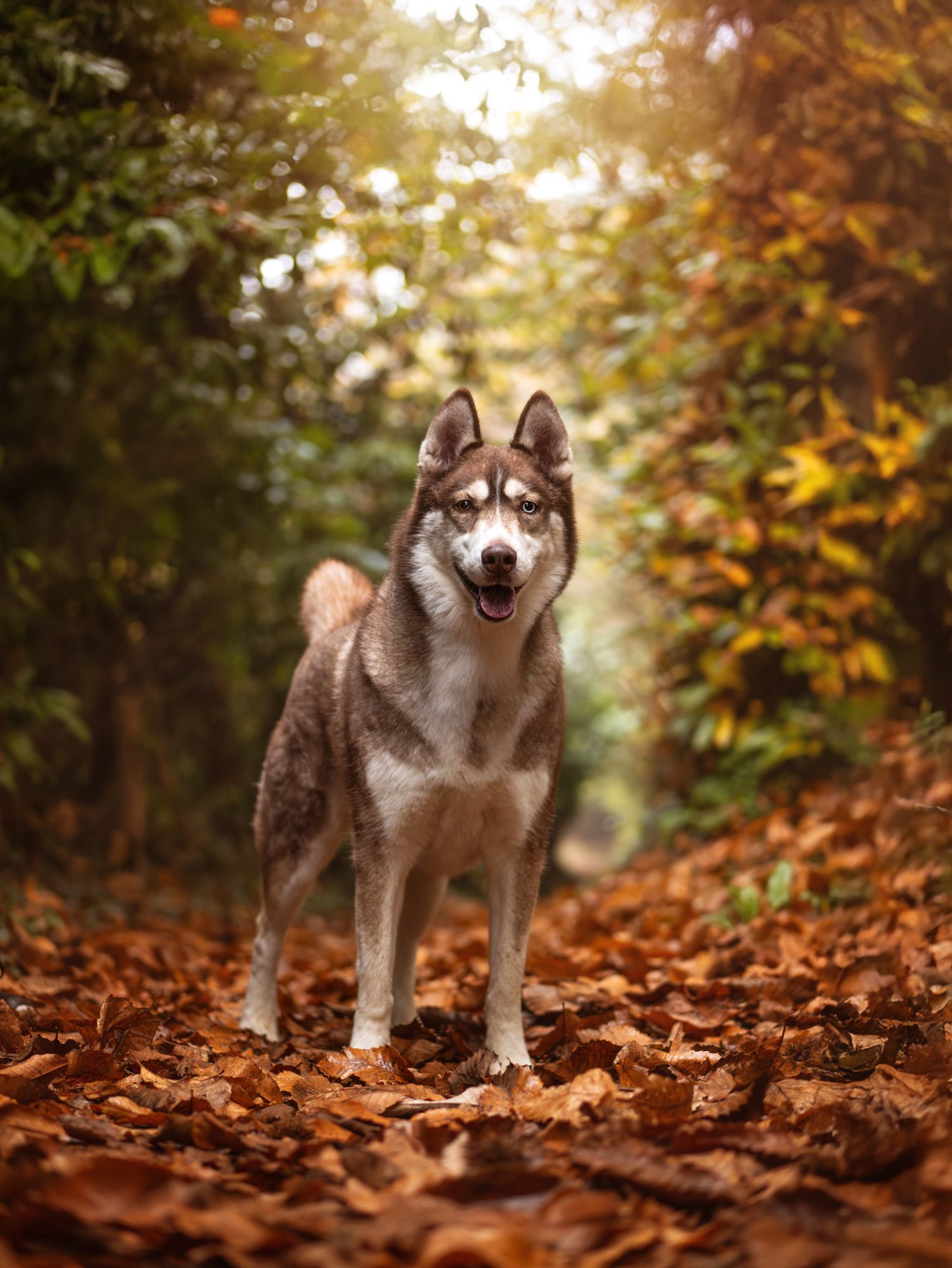 Photo d'un chien husky posant fièrement dans les feuilles aux couleurs de l'automne, à Sillé-le-Philippe en Sarthe