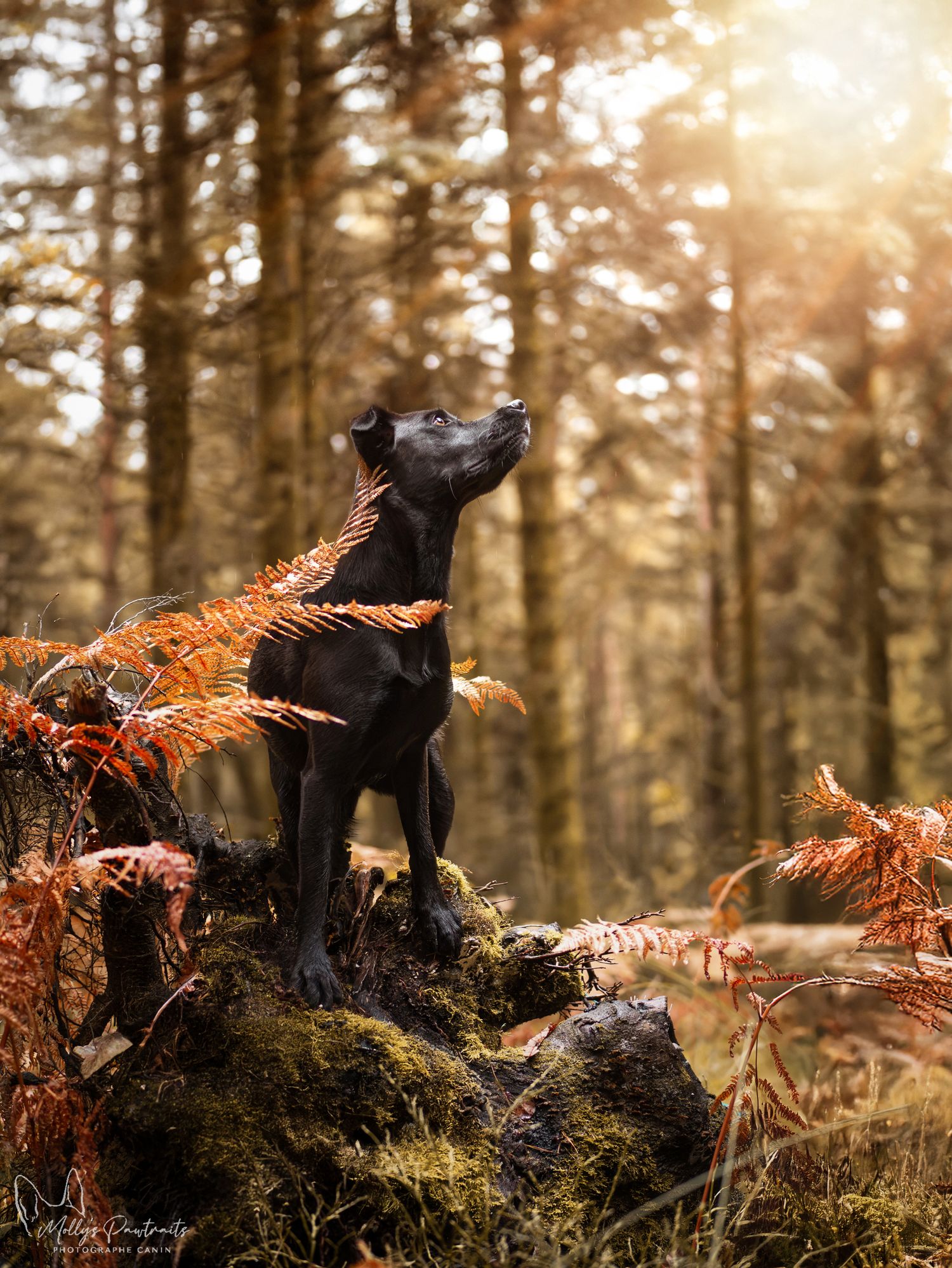 Photo d'un chien type berger sur une souche d'arbre, dans la forêt de Bellême en Normandie