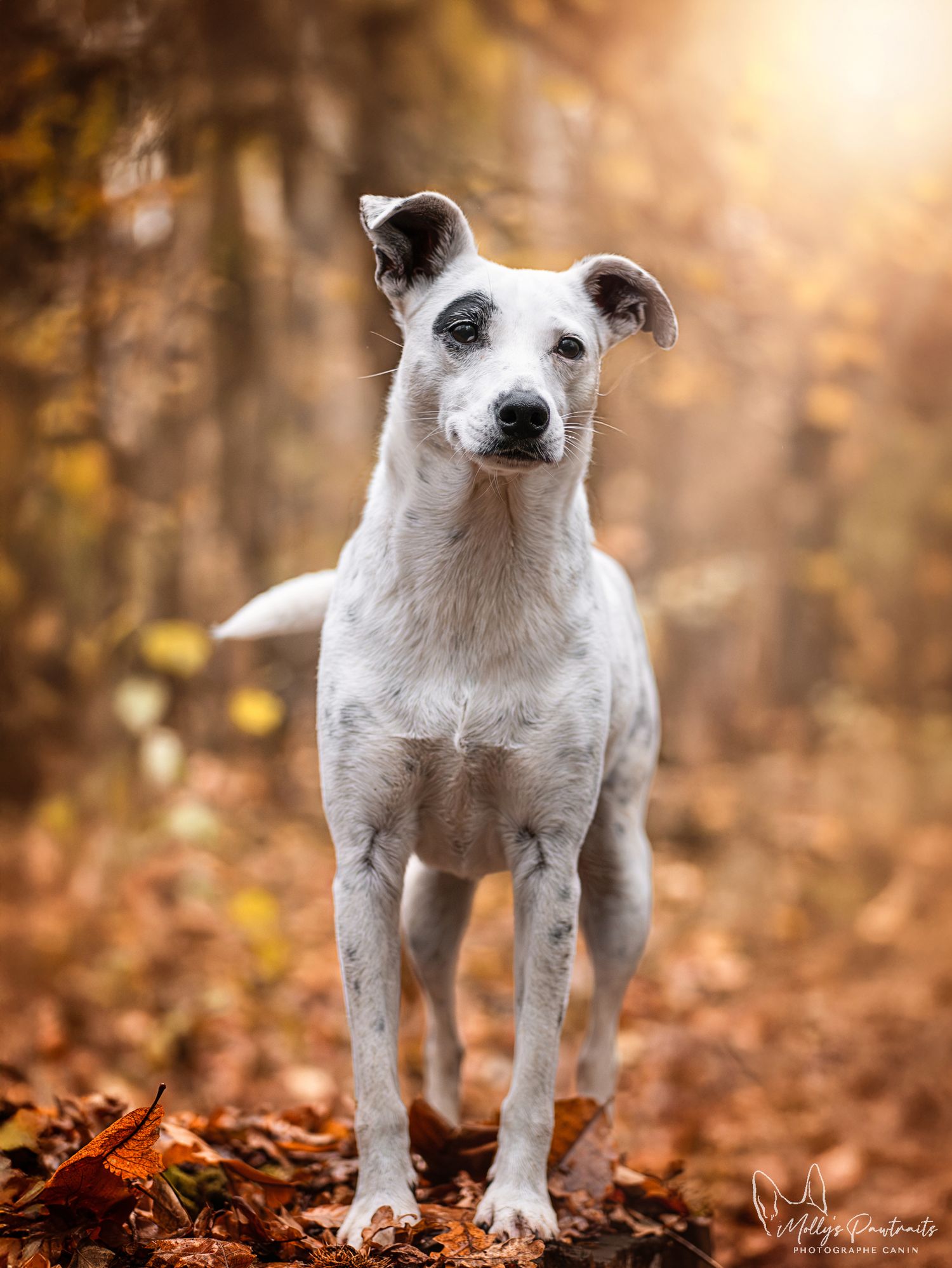 Photo d'un chien type jack russell posant fièrement dans les feuilles aux couleurs de l'automne, à Sillé-le-Philippe en Sarthe