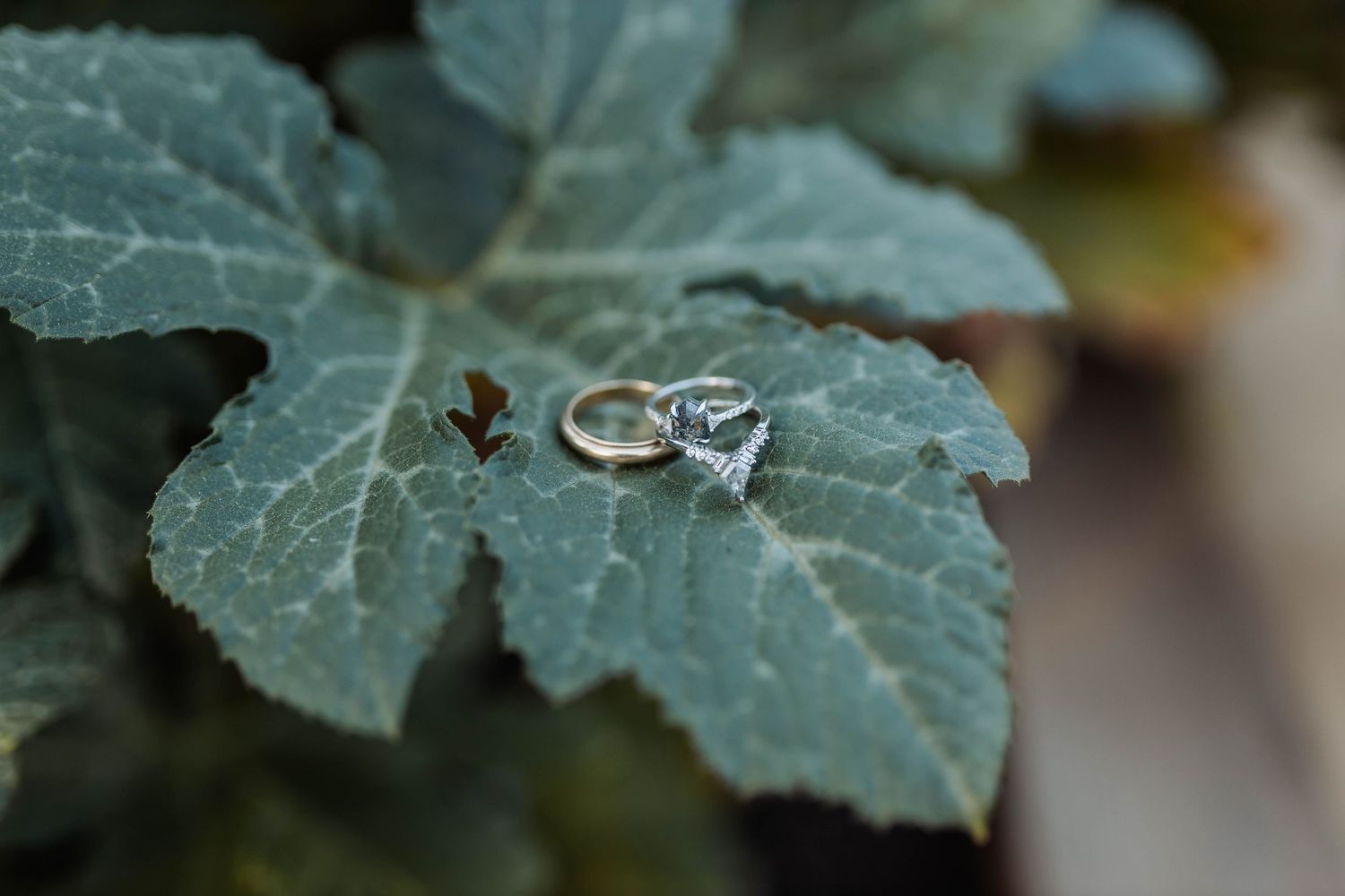 Wedding rings photographed on green leaves with shallow depth of field.