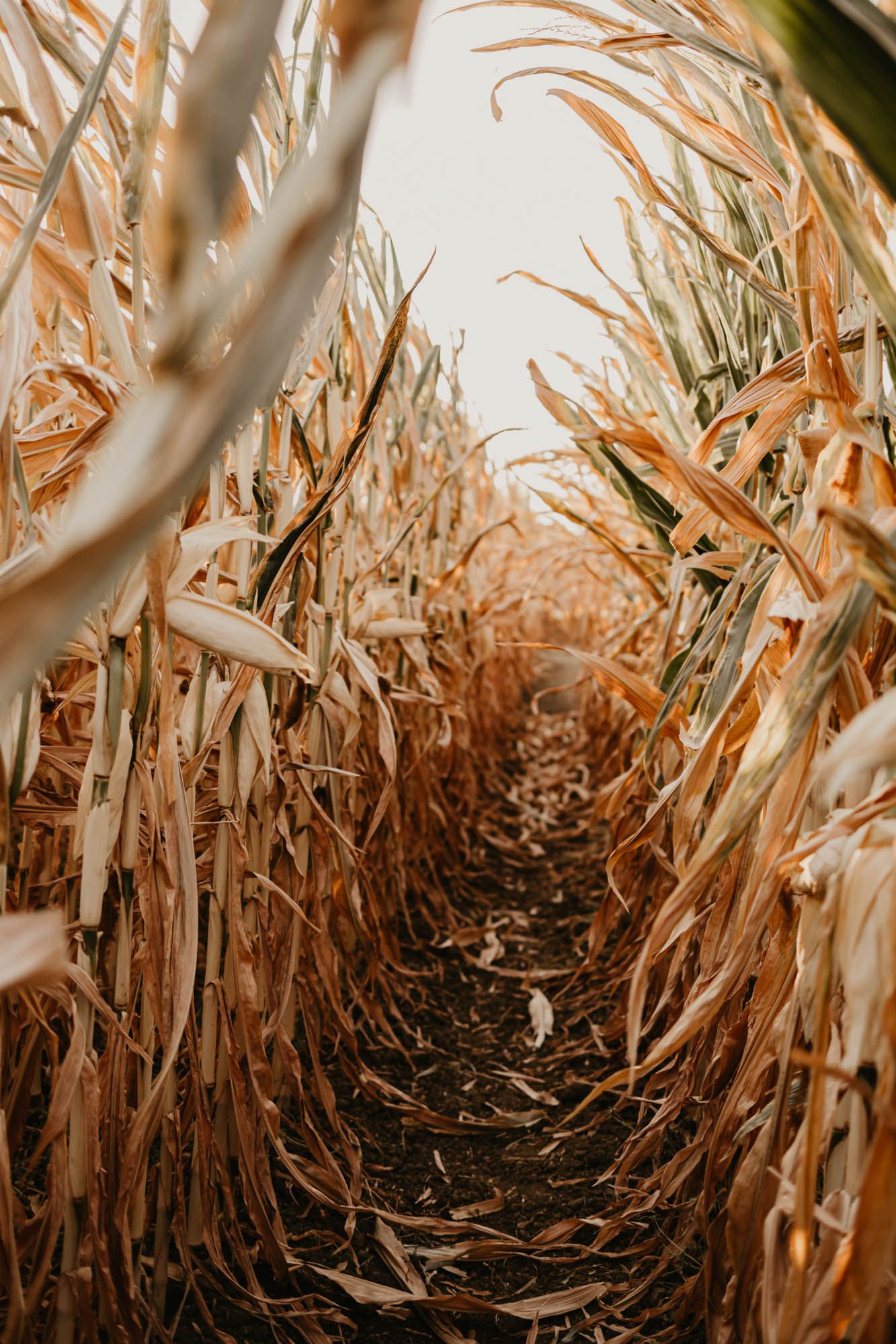 A winding dirt path through dried corn stalks creates a natural tunnel effect.
