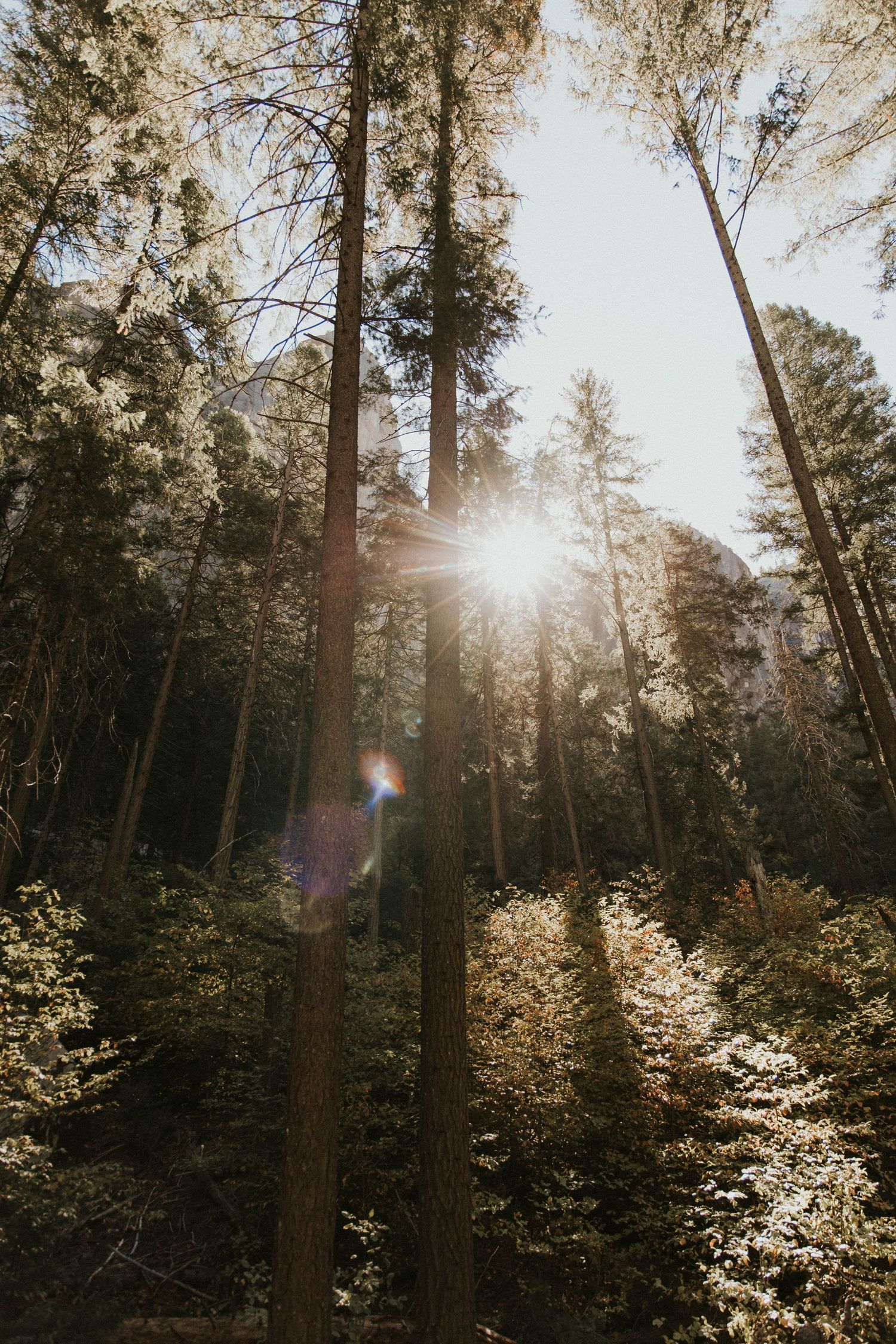 Sunlight streams through tall evergreen trees in a forest with blooming dogwood trees creating a magical atmosphere.