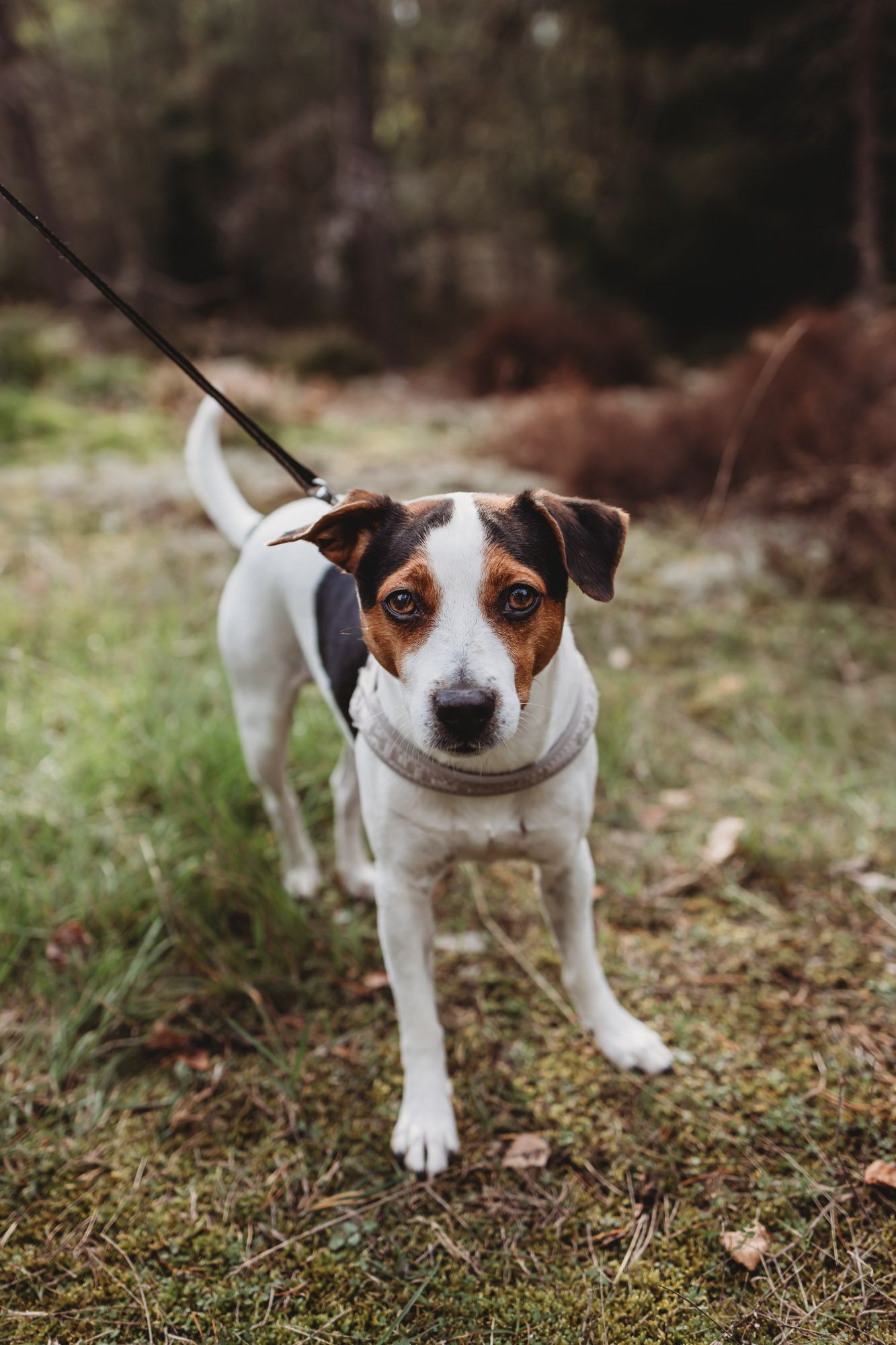 A Jack Russell terrier mix dog on a leash poses in the forest.