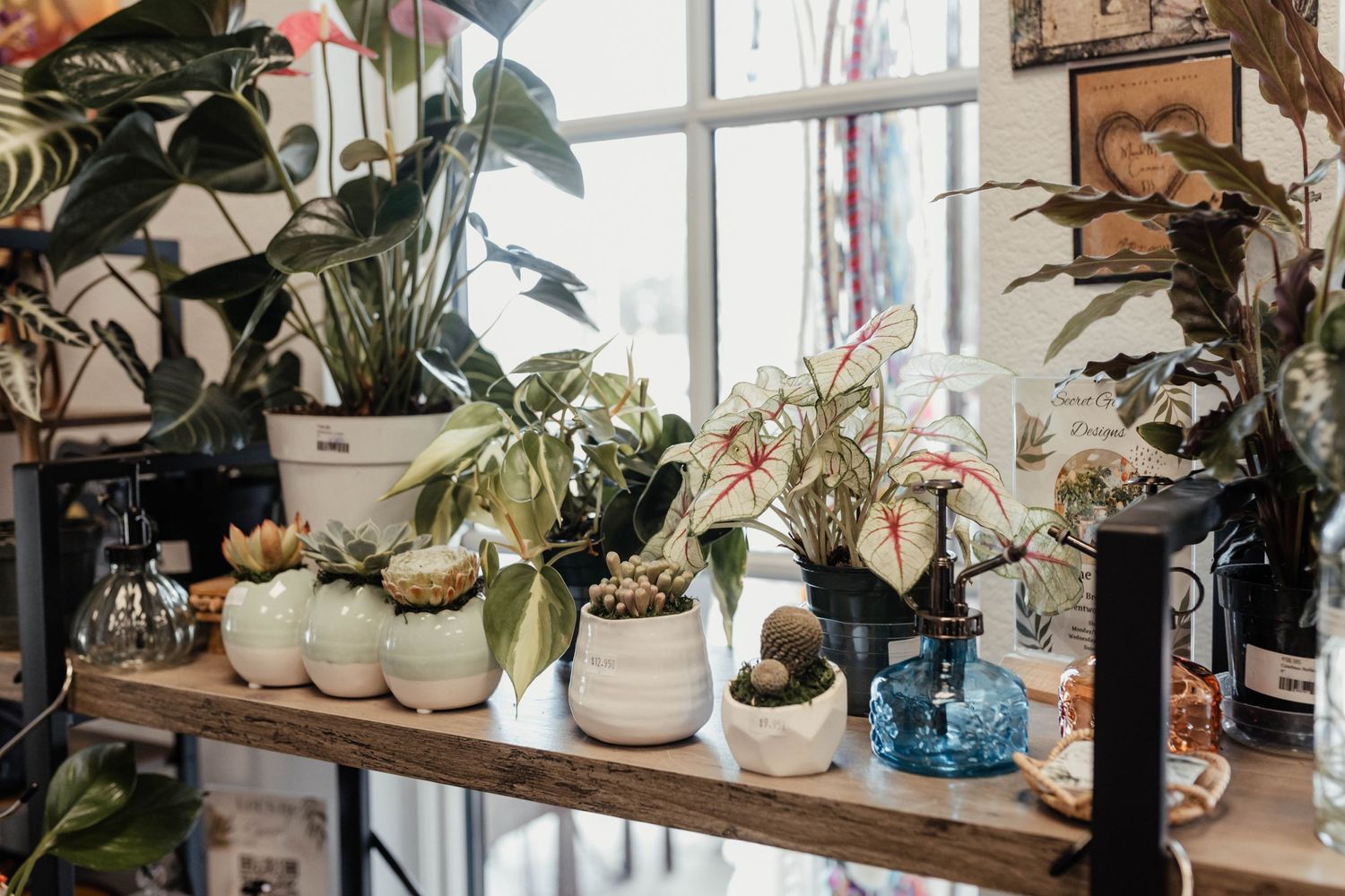 Collection of houseplants displayed on tiered black metal shelving near a bright window.