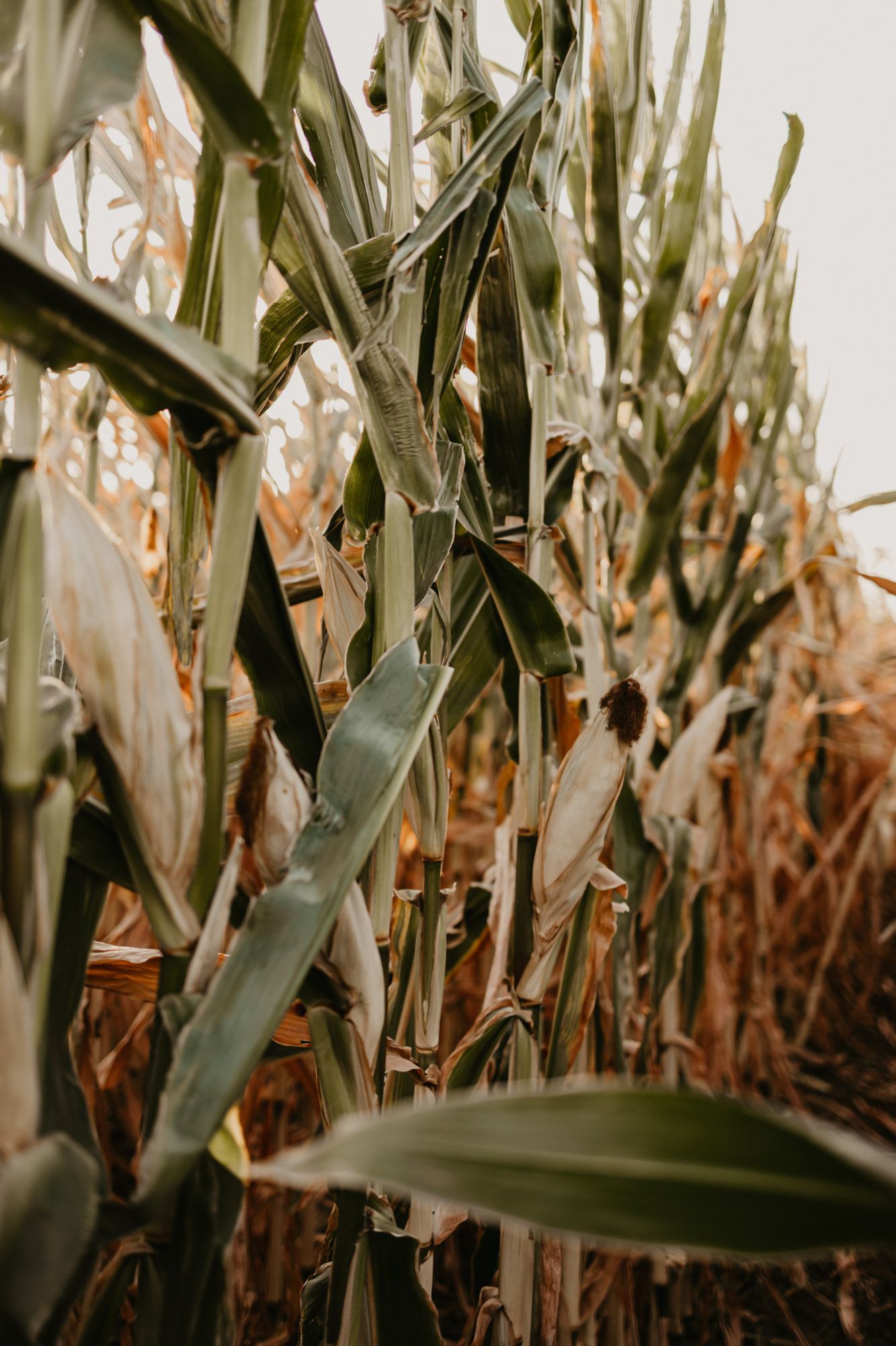 Close-up detail of dry corn stalks and leaves in natural sunlight.