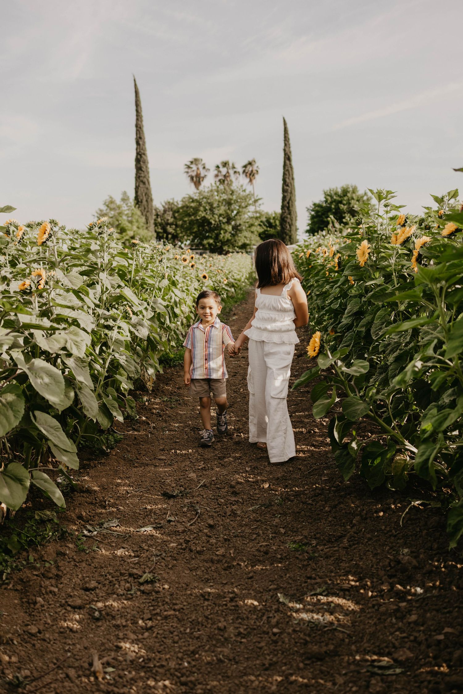 A couple walks through rows of vibrant sunflowers in a beautiful rustic field with cypress trees in the distance.