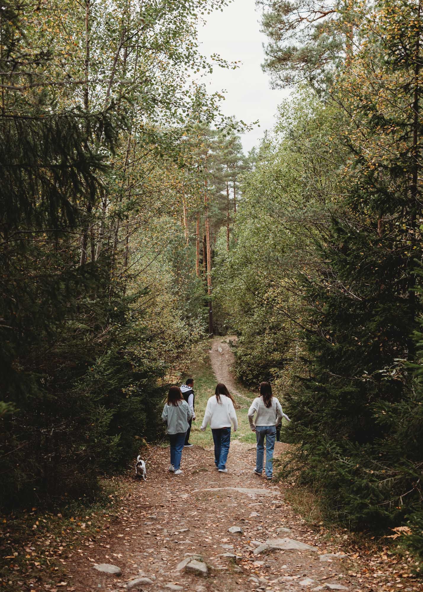 Three people walking with a dog on a tree-lined forest path.