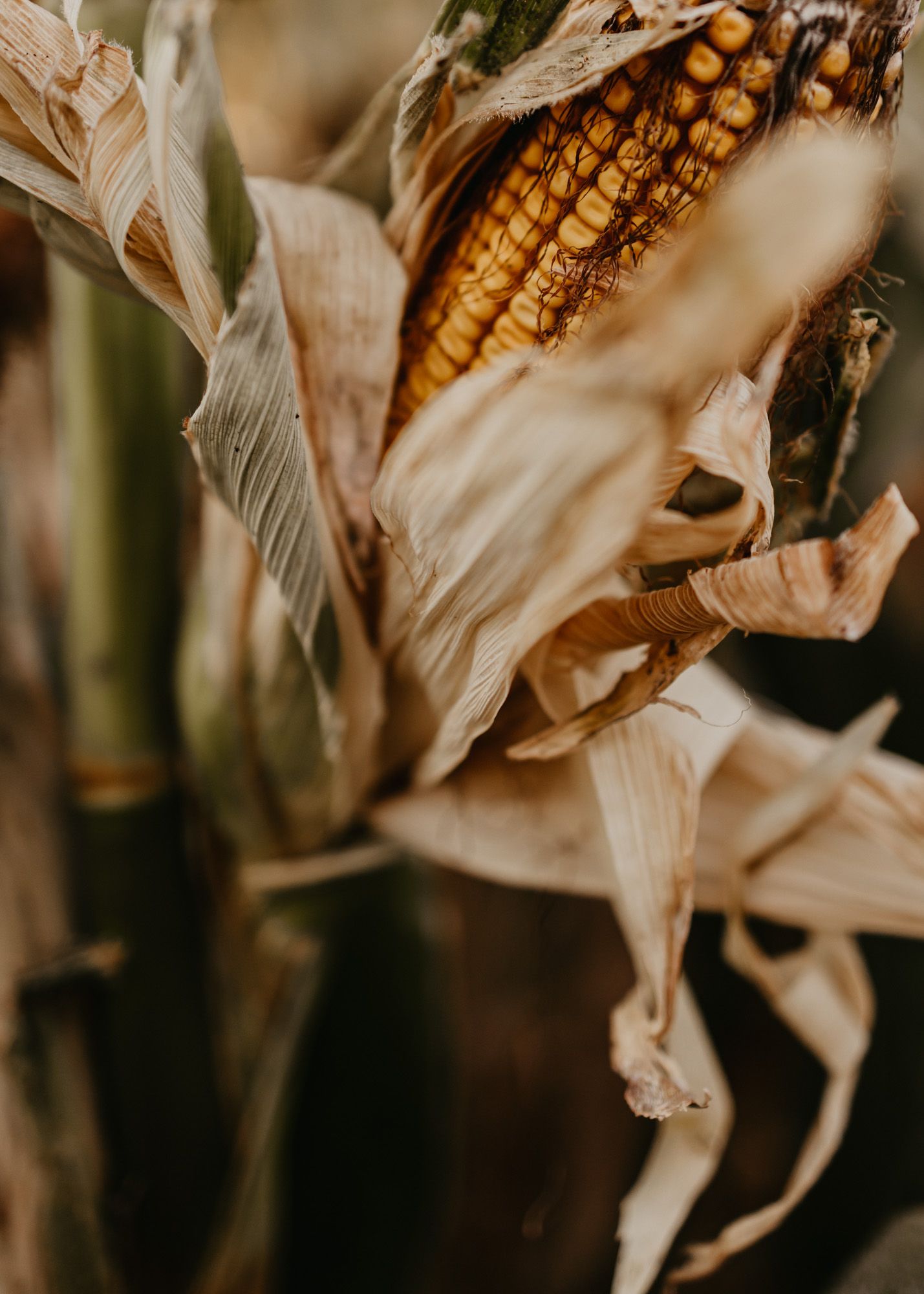 Close-up of dried corn husk with golden kernels visible through the leaves.