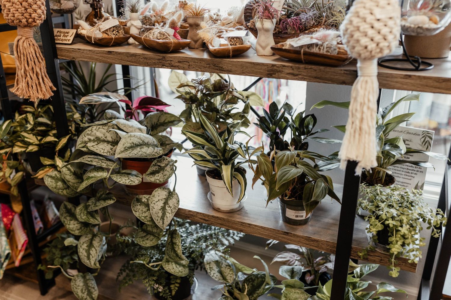 Modern retail display featuring potted plants, greenery and home decor items on wooden shelves.
