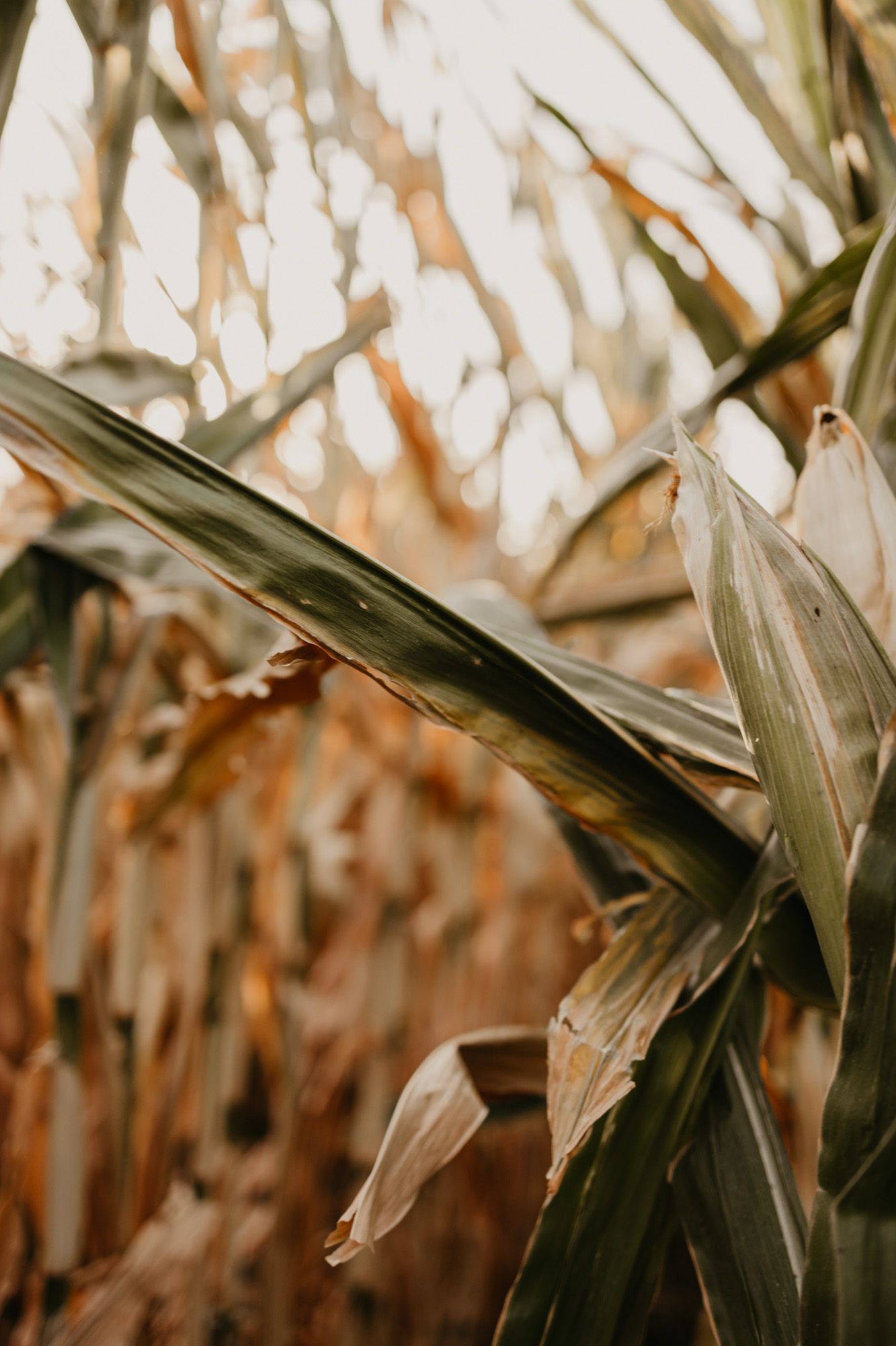 Dried corn husks and leaves photographed in warm evening light.