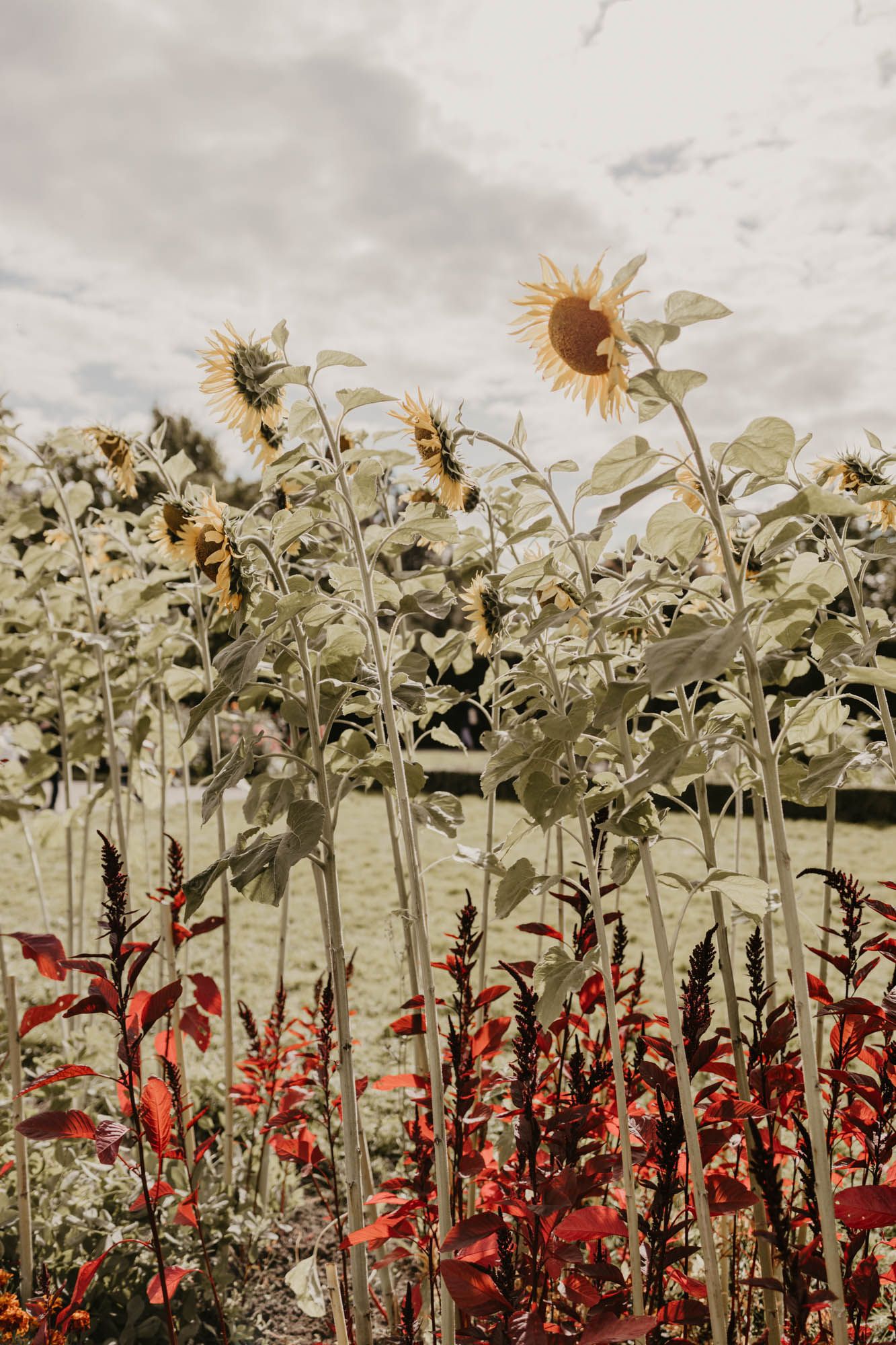 Tall sunflowers and red flowers bloom against a cloudy sky in a garden.