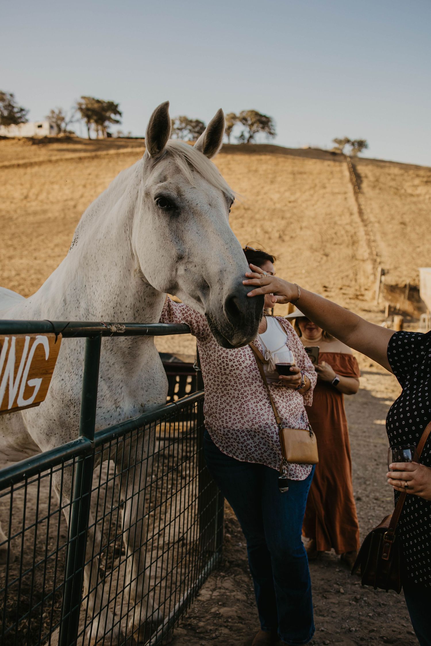 White horse being petted through a fence at a rustic outdoor venue.