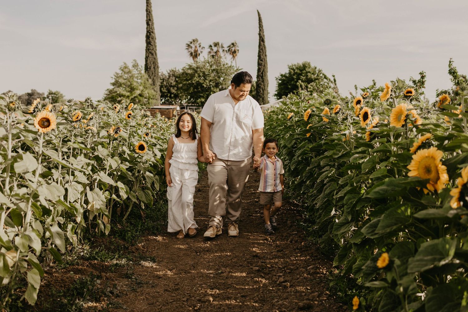 A pathway through a vibrant sunflower field with tall cypress trees in the background at golden hour.