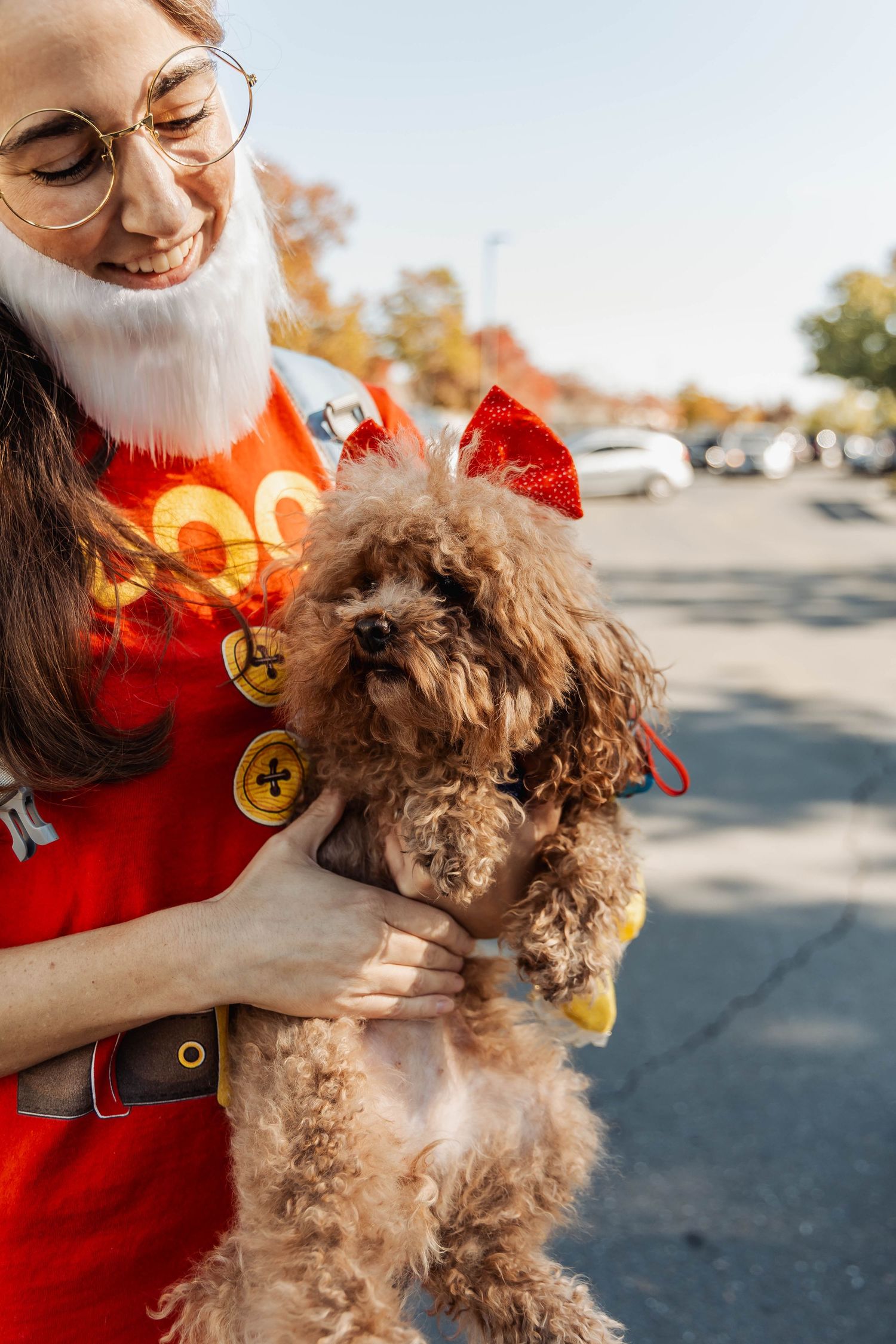 Small brown poodle being held while wearing festive costume accessories.