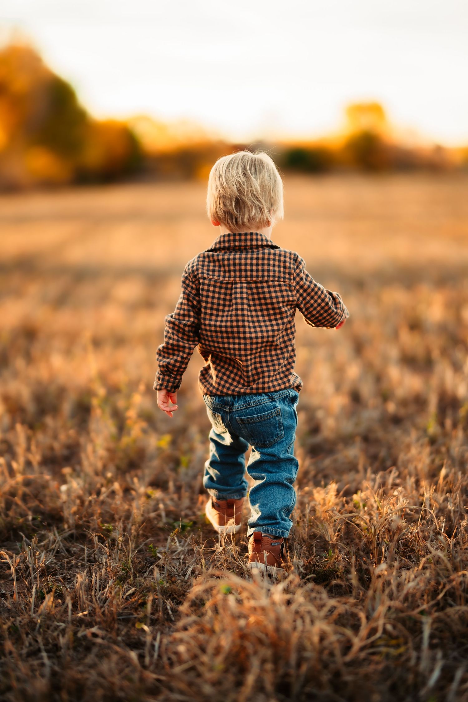 Small child in plaid shirt and jeans walks through a golden wheat field at sunset.