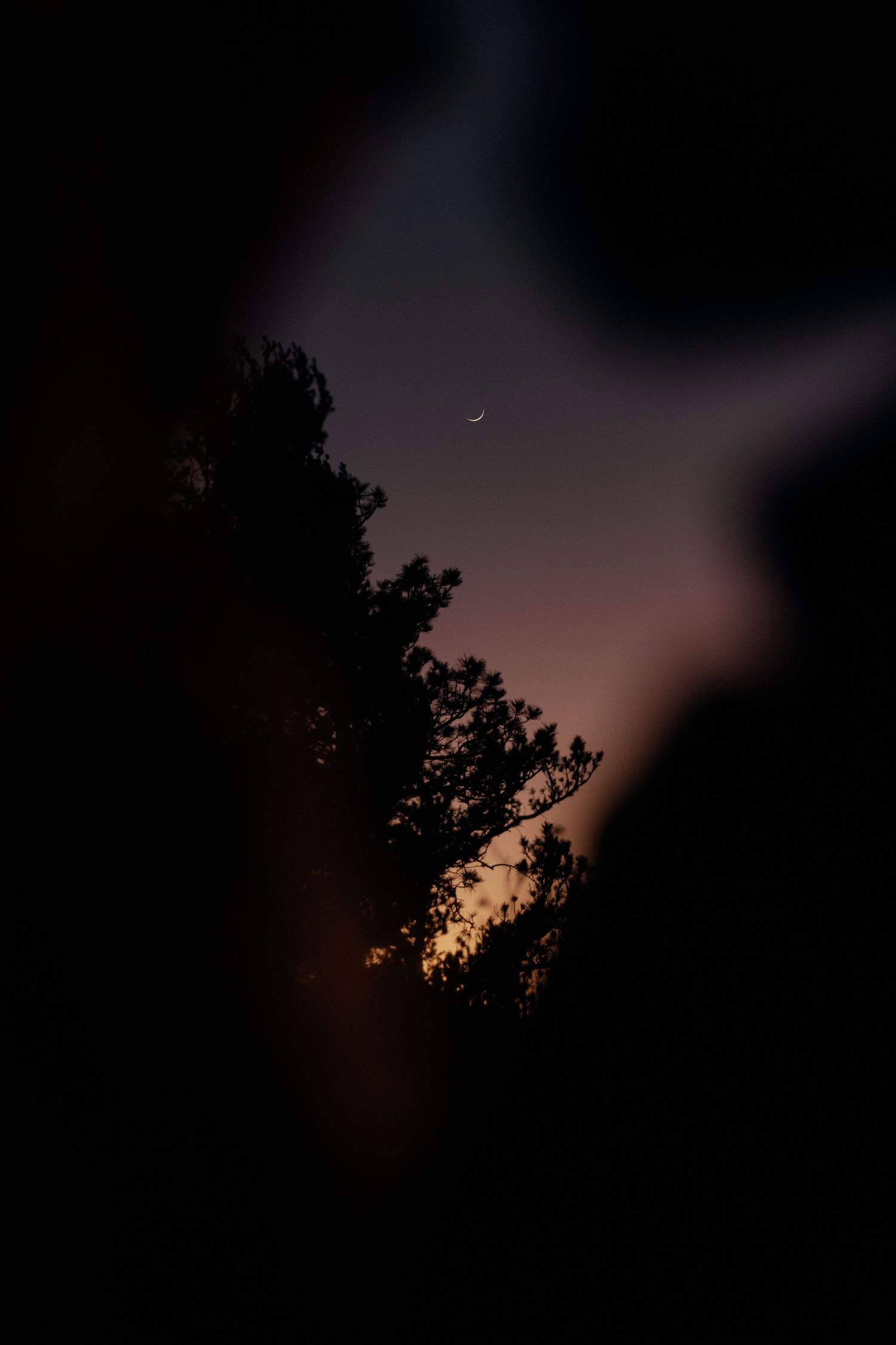 Crescent moon glowing above dark tree silhouettes at dusk with warm orange and pink twilight sky.