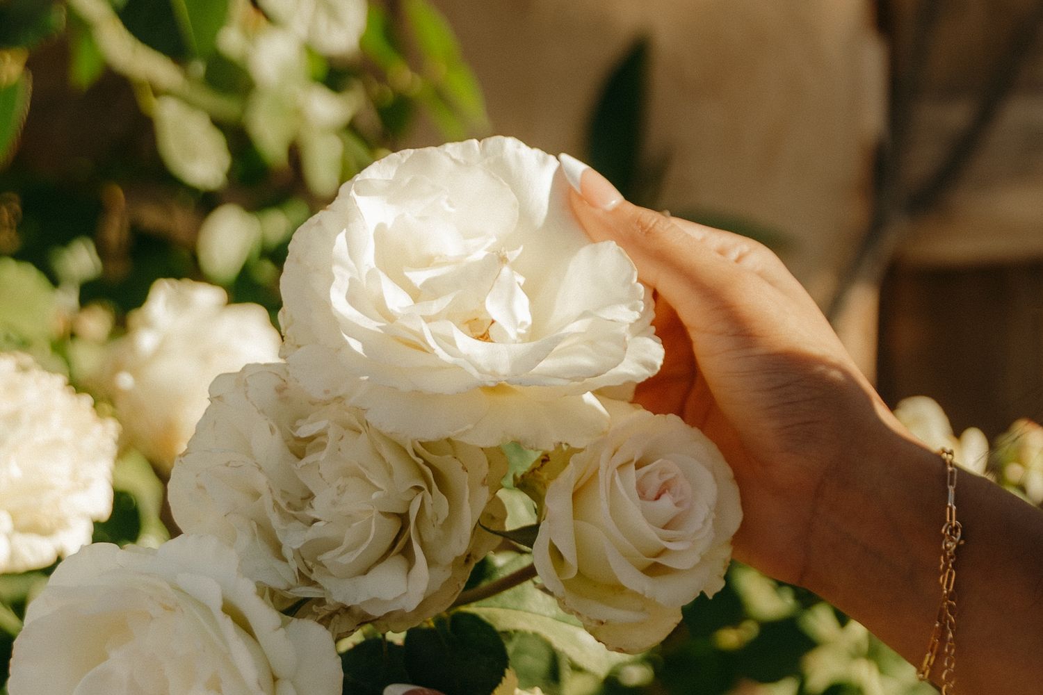 A hand gently touches white roses in a sunlit garden, wearing a gold bracelet.