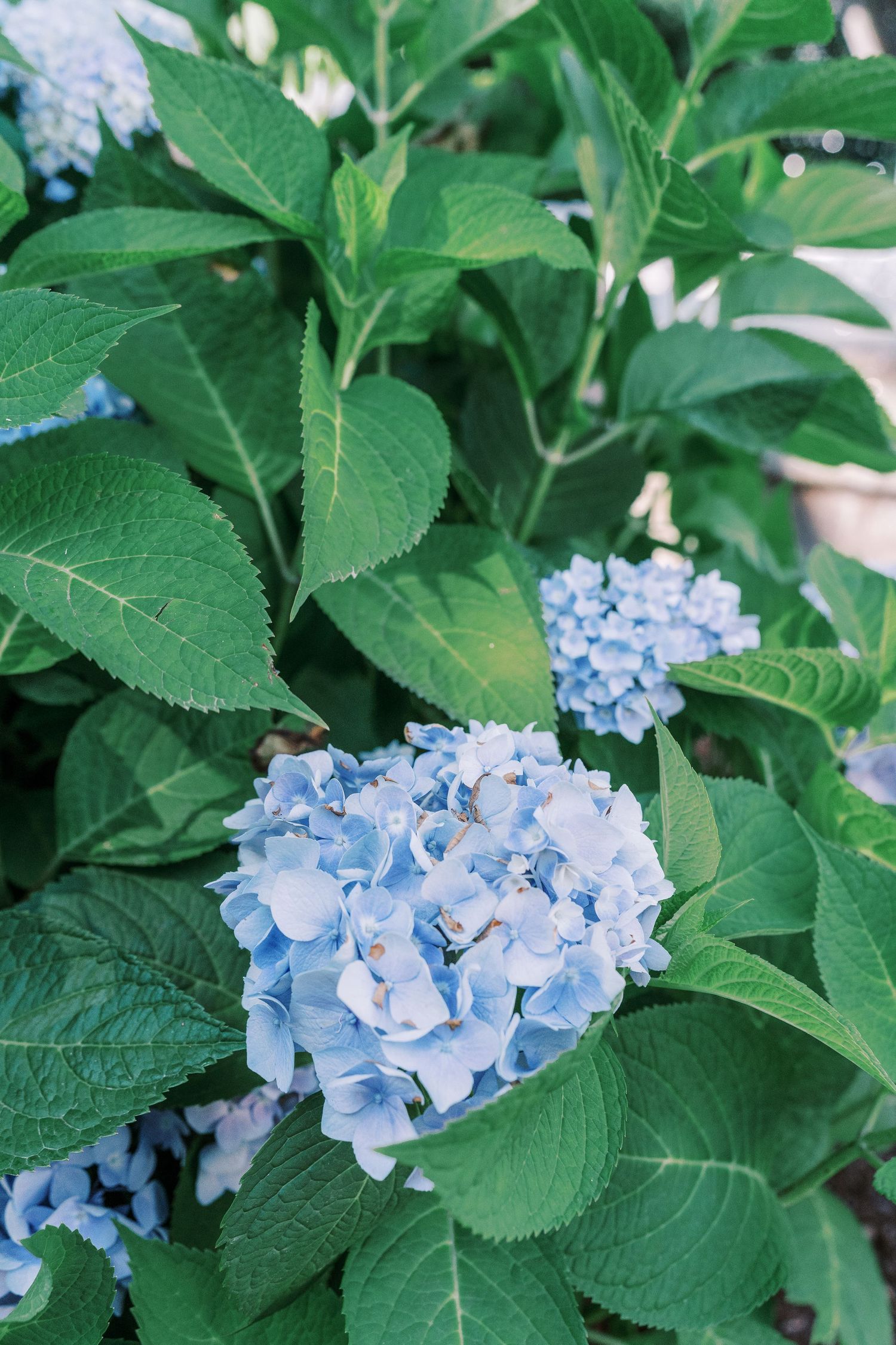 Light blue hydrangea flowers bloom among vibrant green leaves in a garden setting.