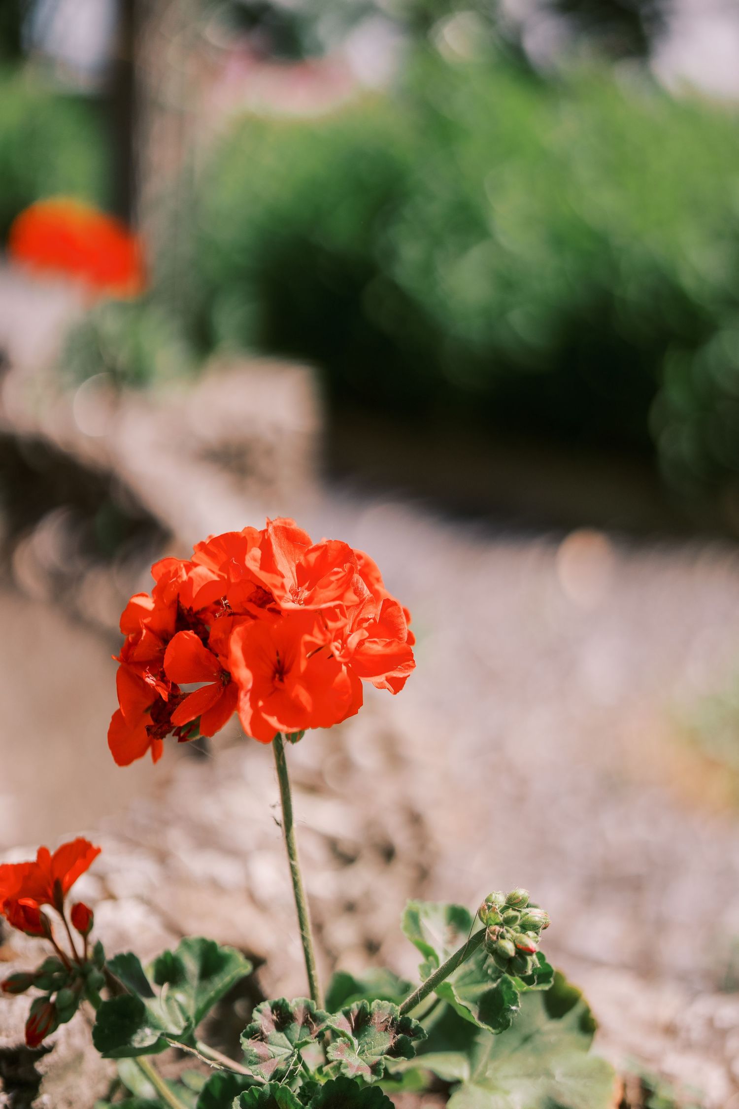 Beautiful red poppy flowers growing in a garden with vibrant green foliage against a blurred natural background.