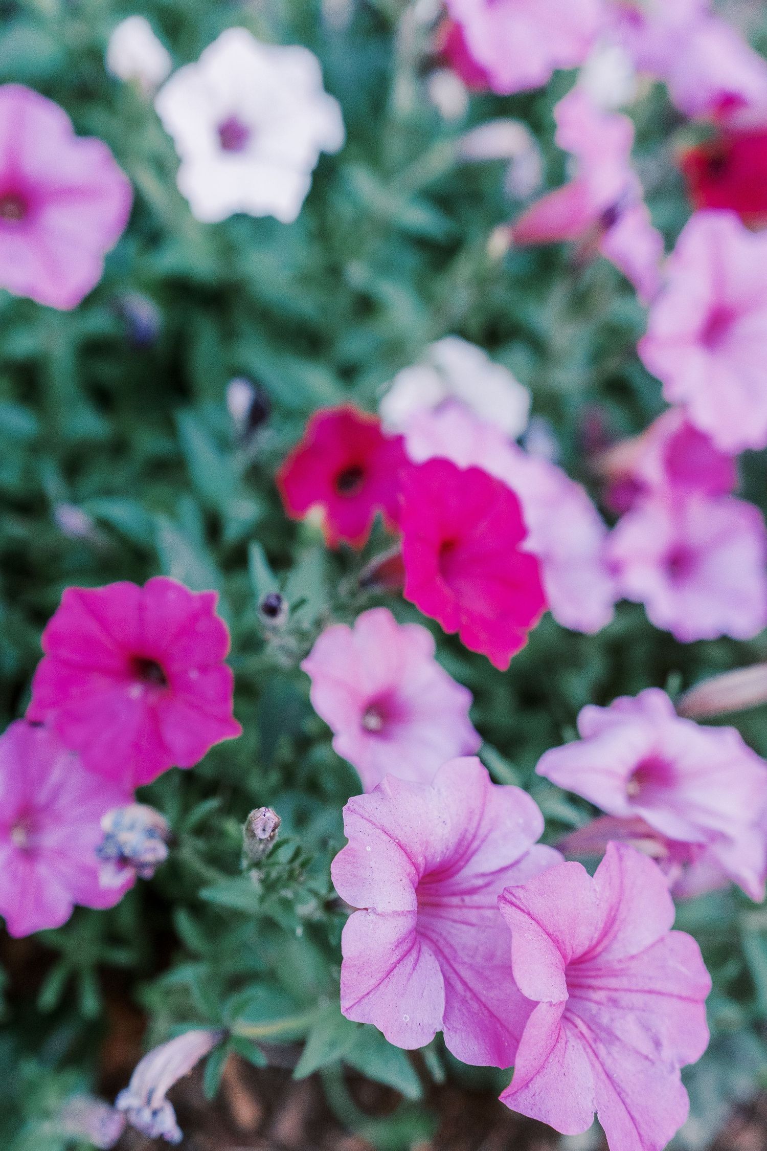 Close-up of pink and fuchsia petunia flowers blooming with green foliage in soft focus background.