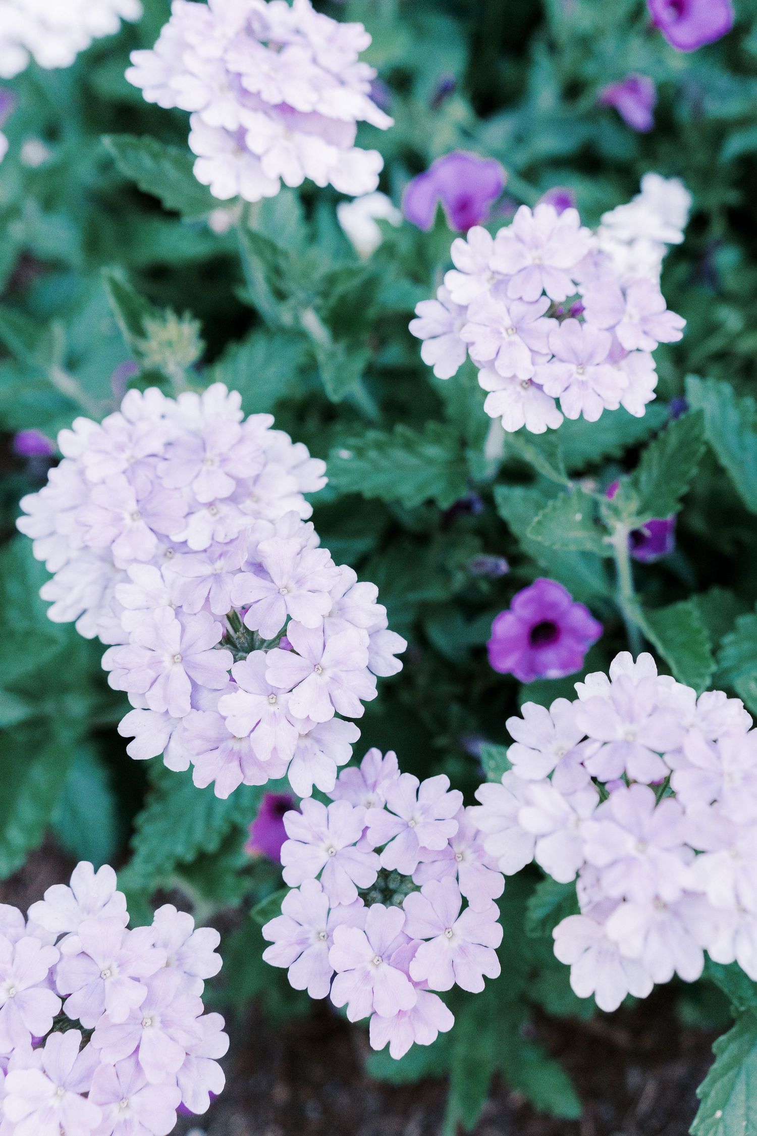 Delicate clusters of light purple verbena flowers bloom against dark green foliage in a garden setting.