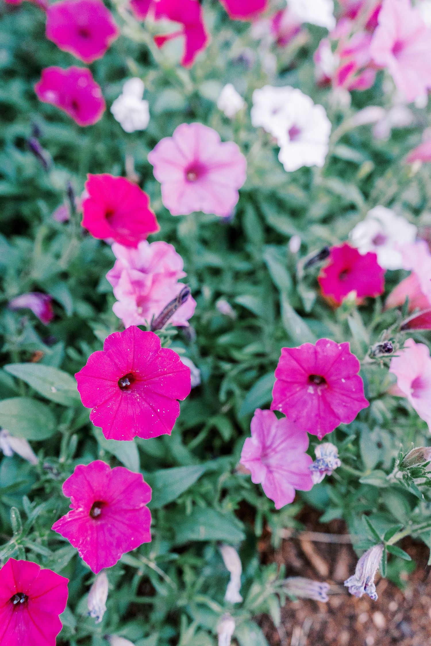 Close-up of vibrant pink petunias with dark green foliage in a garden setting shows delicate flower details and textures.