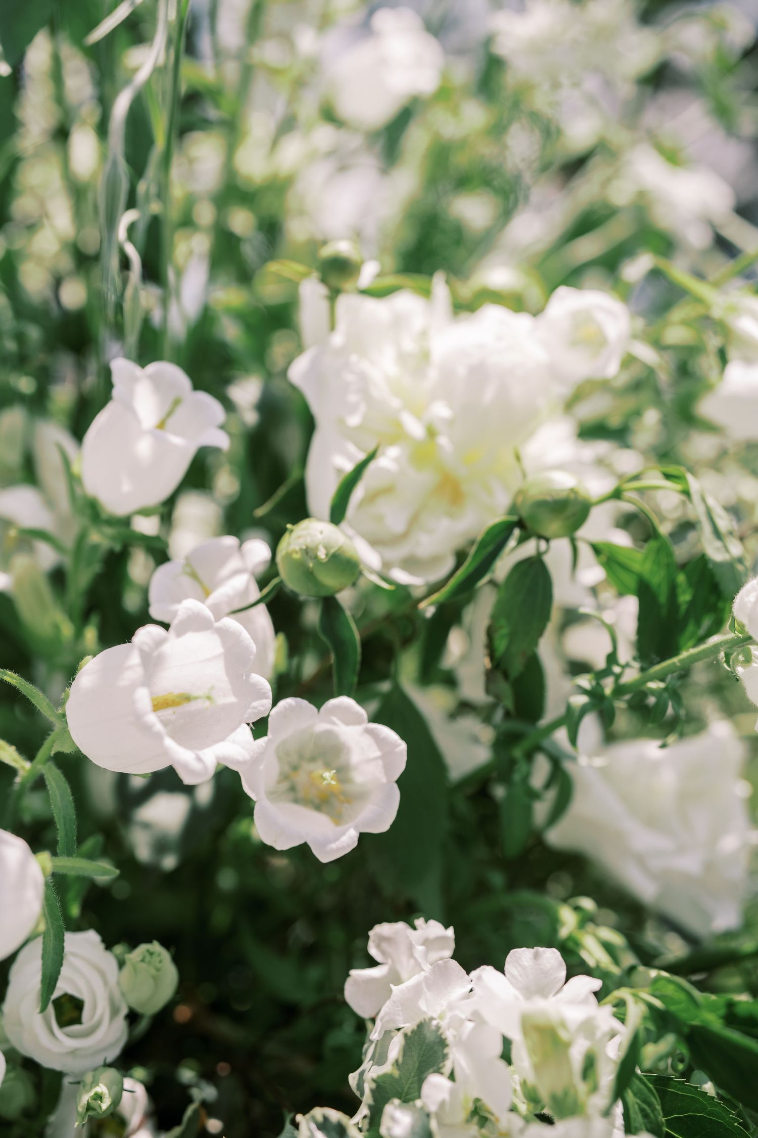 Delicate white bellflowers bloom among green foliage in a soft, dreamy garden setting.