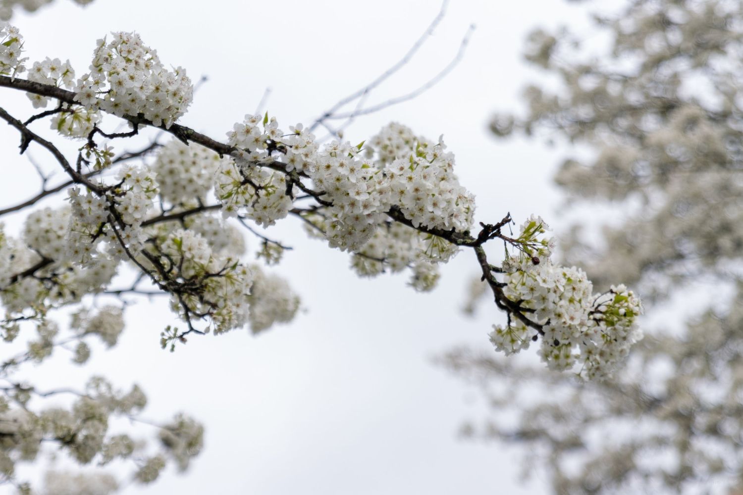 An image of white dogwood flowers.