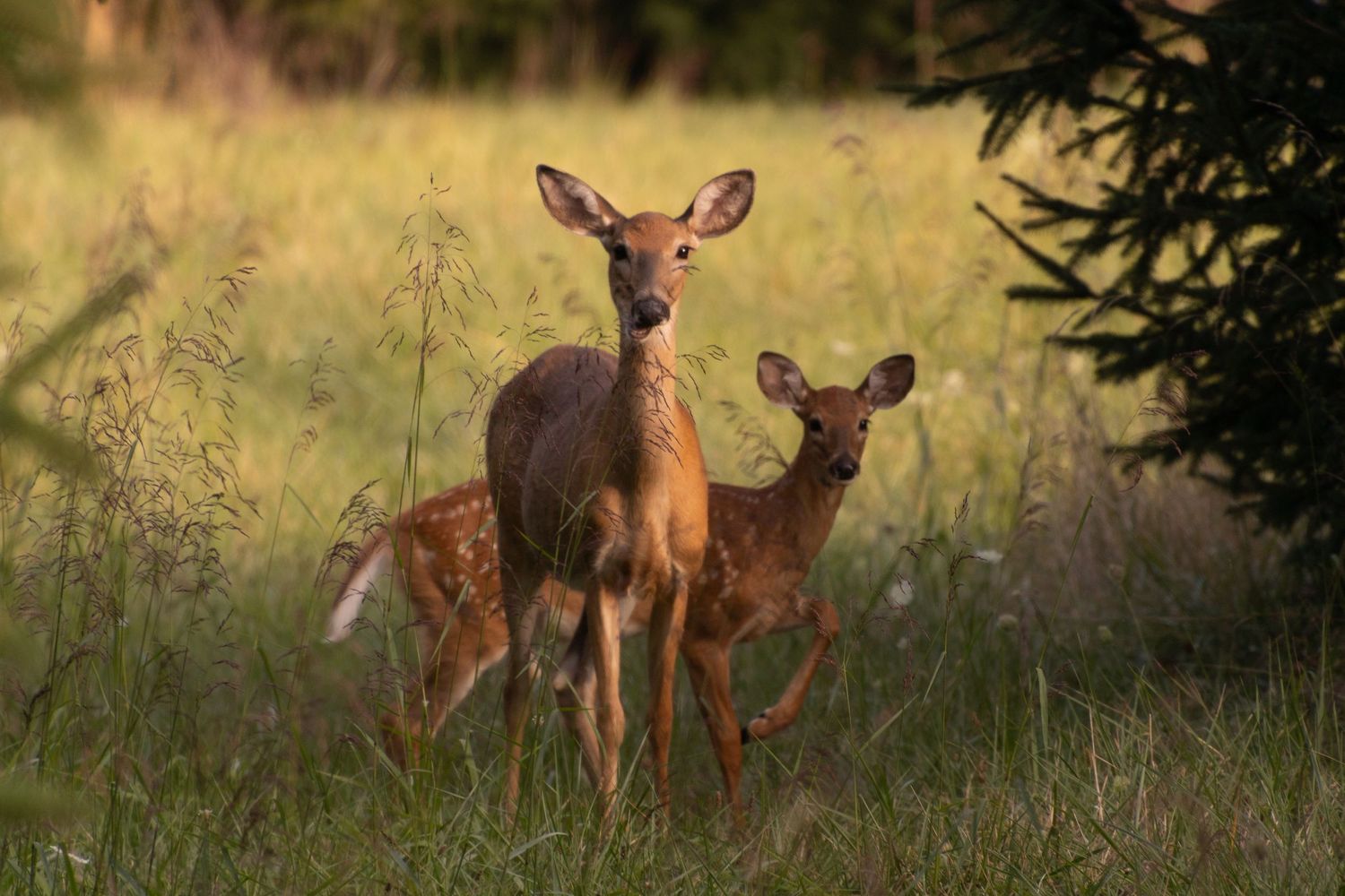 An image of deer.