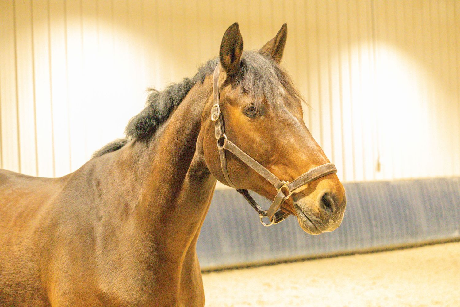 Equine Photography